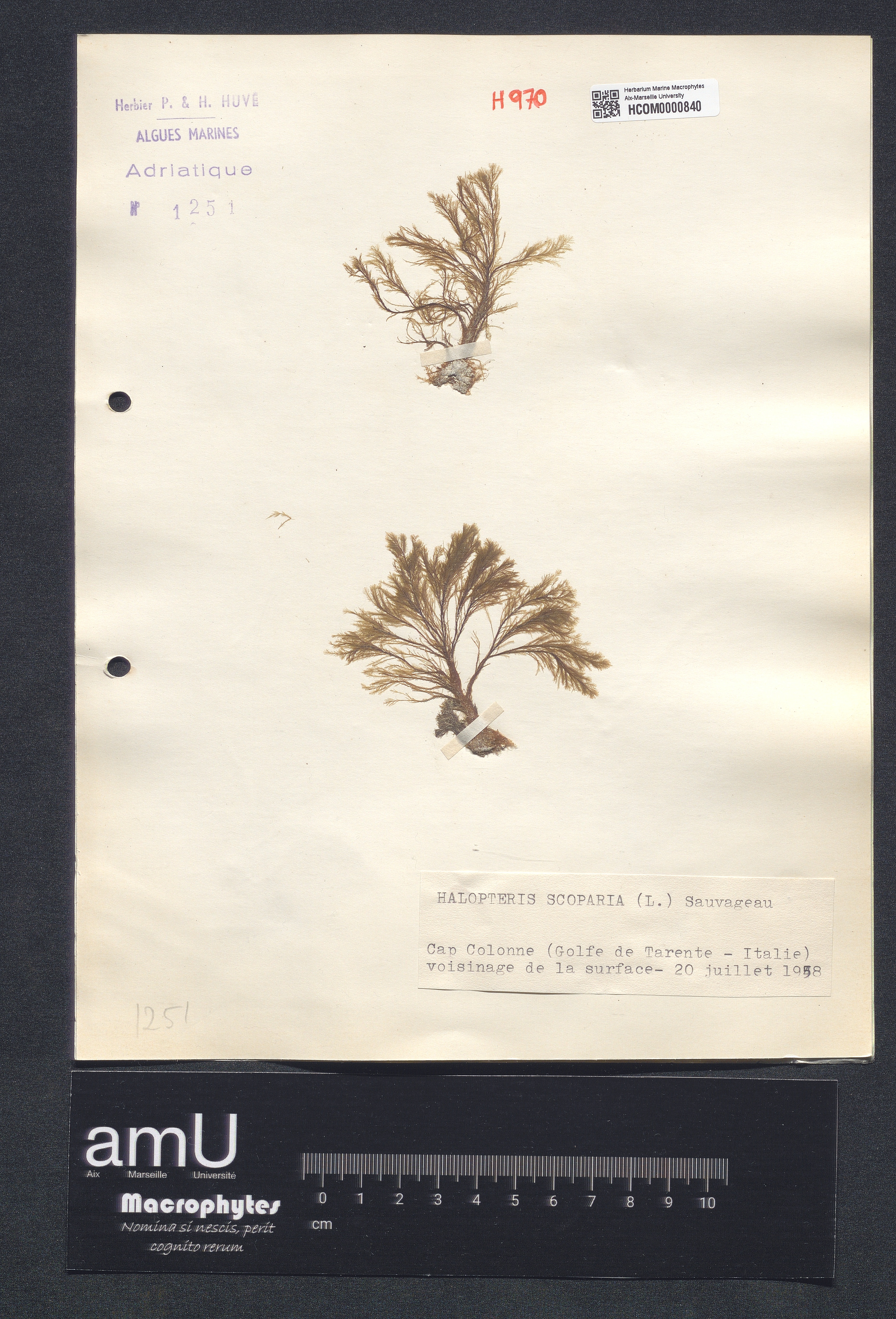 Halopteris scoparia specimen