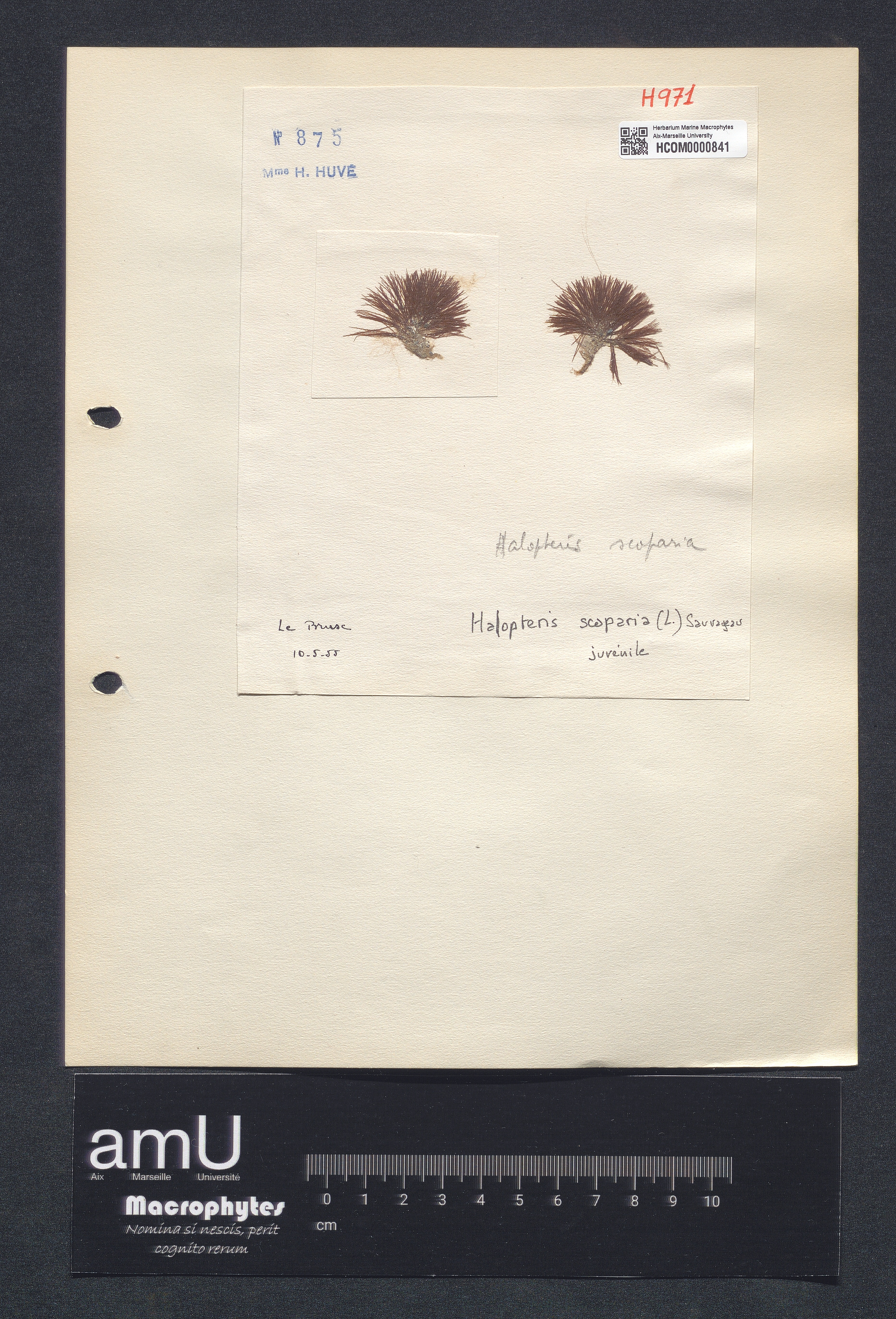 Halopteris scoparia specimen