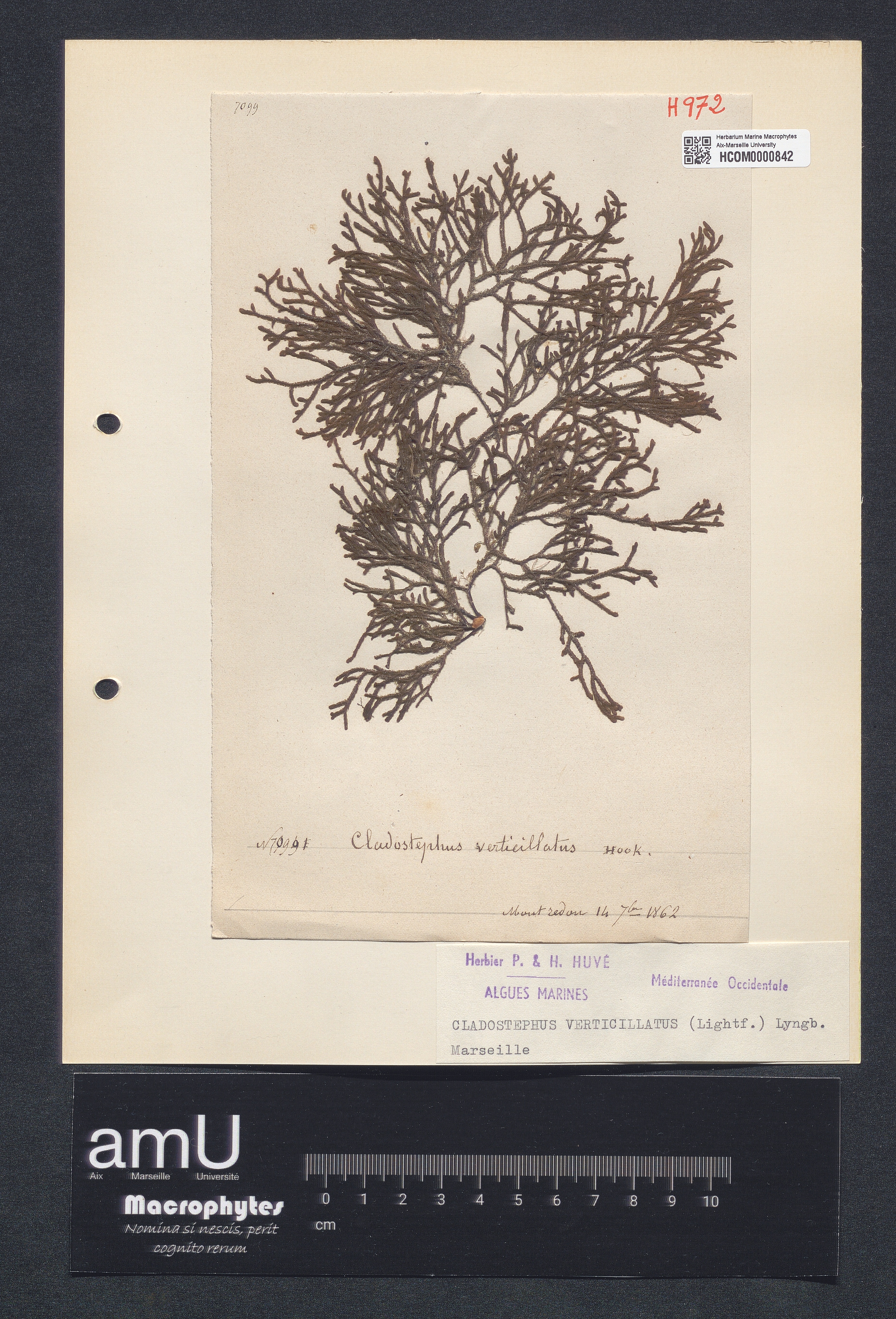 Cladostephus verticillatus specimen