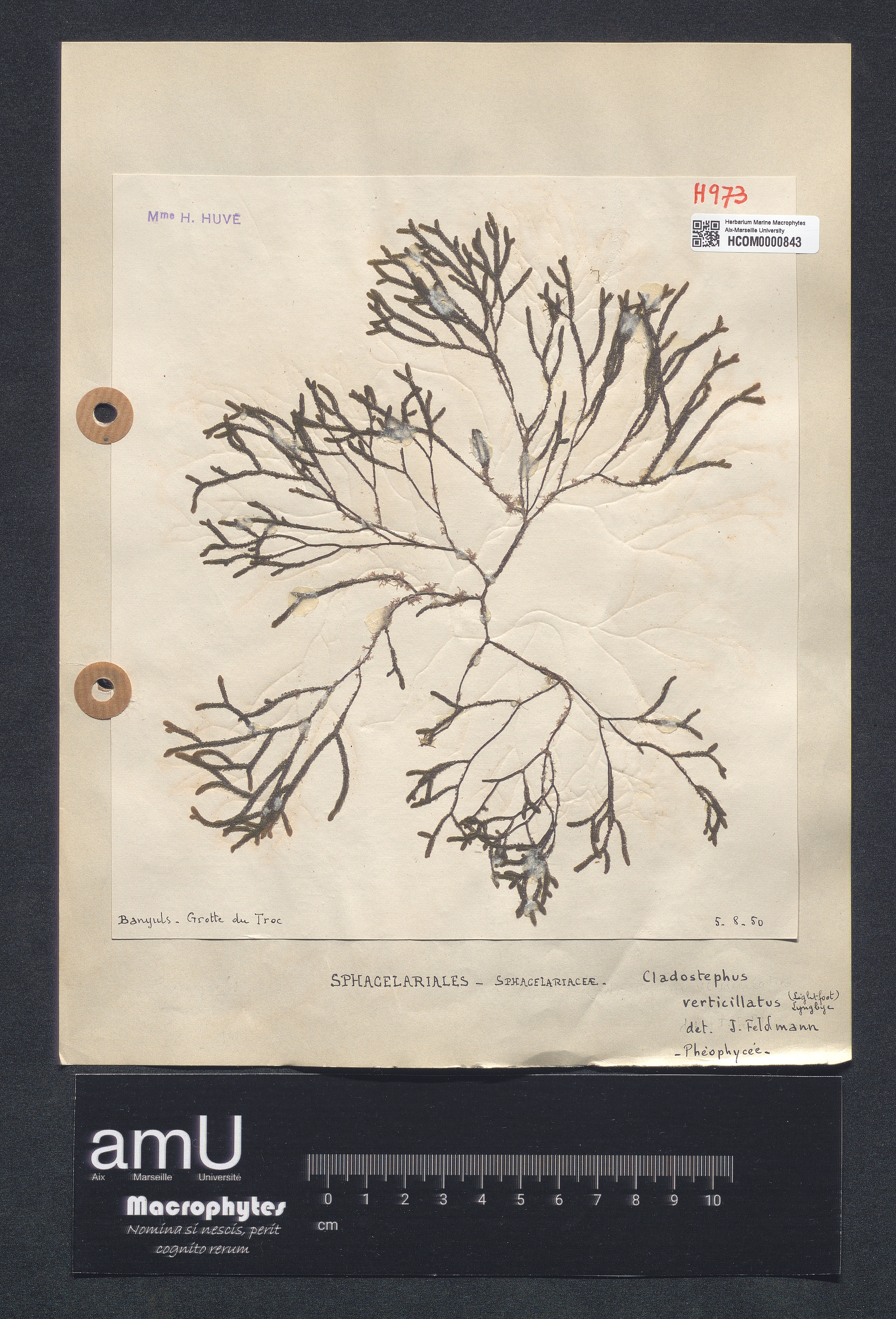 Cladostephus verticillatus specimen