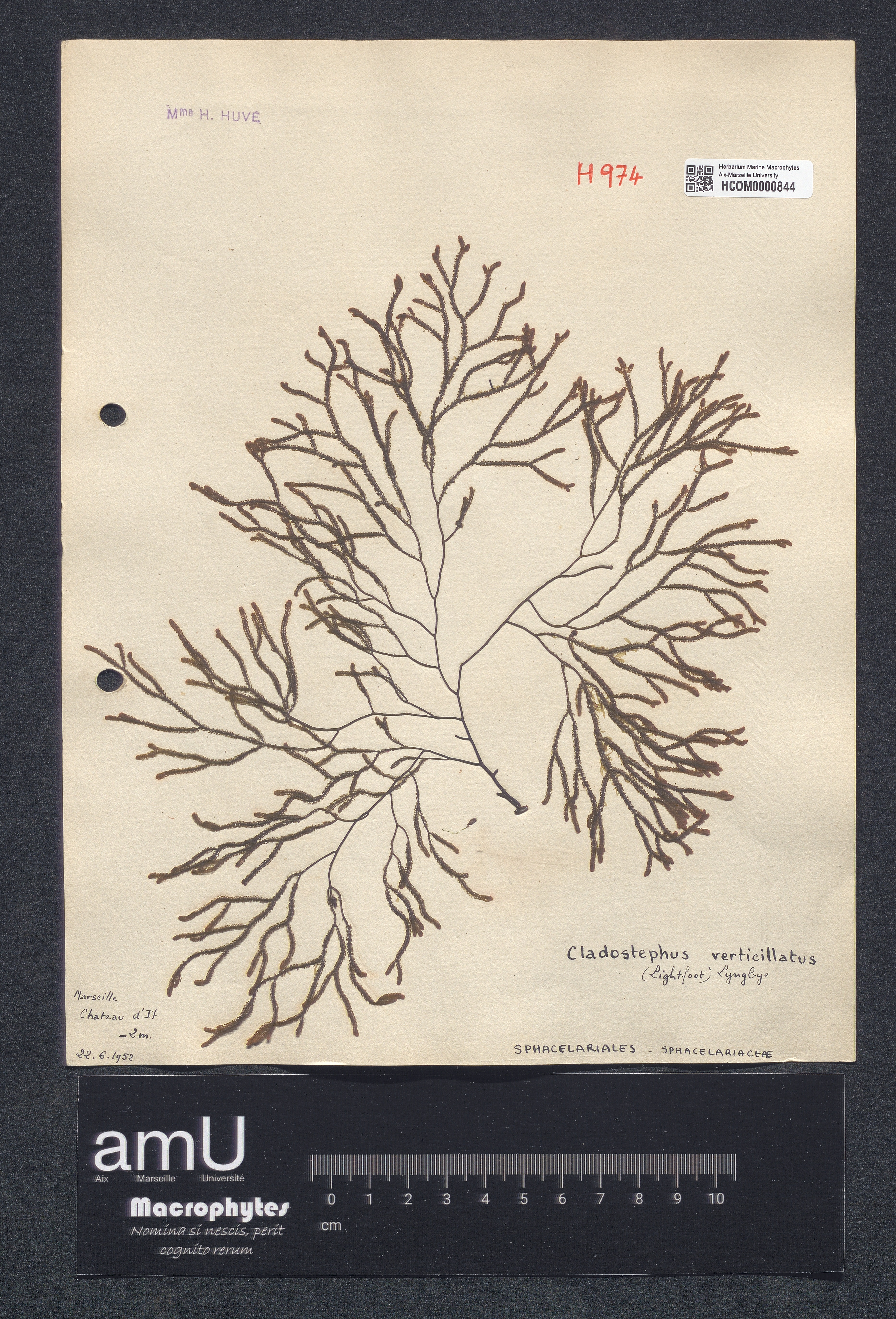 Cladostephus verticillatus specimen