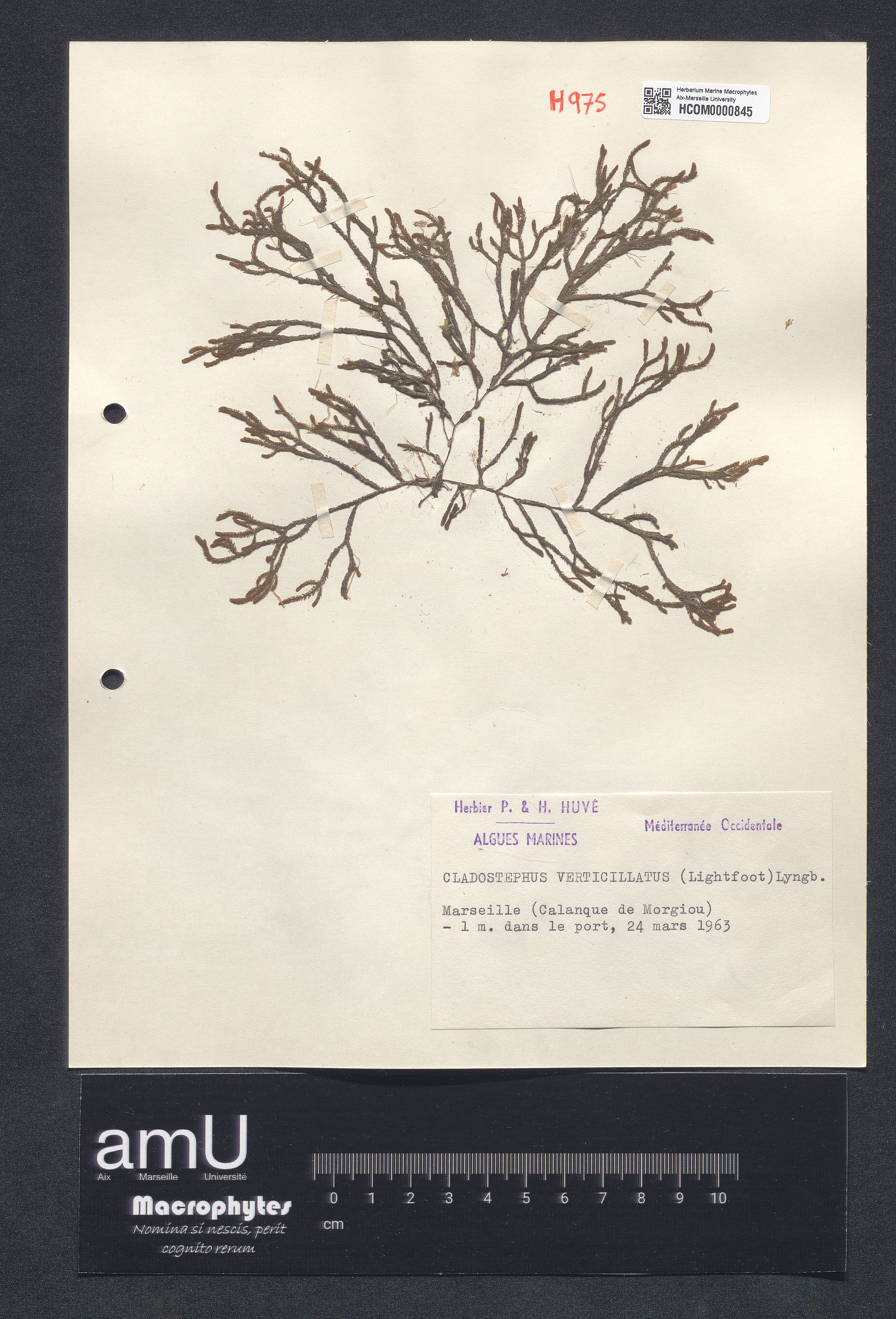 Cladostephus verticillatus specimen