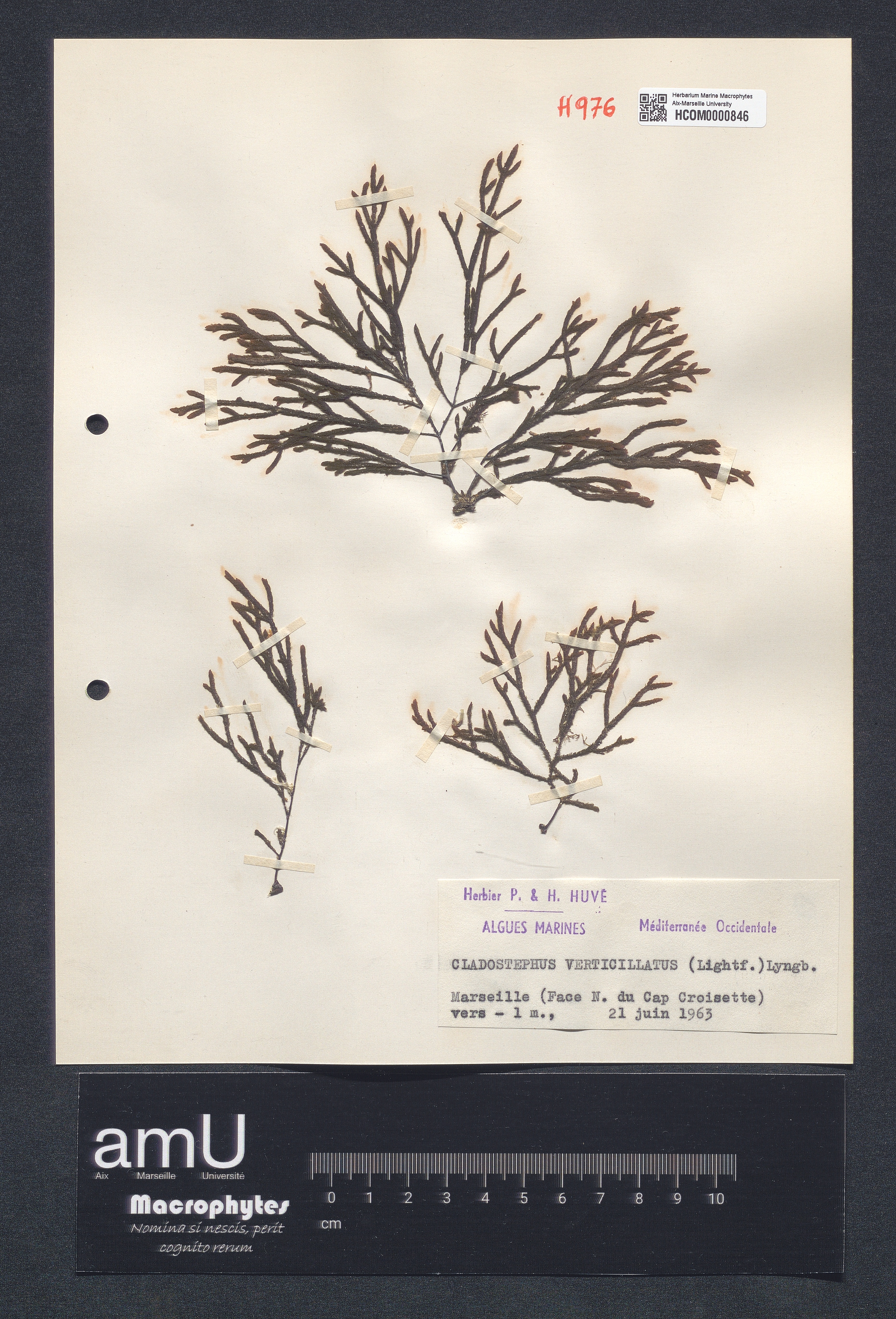 Cladostephus verticillatus specimen