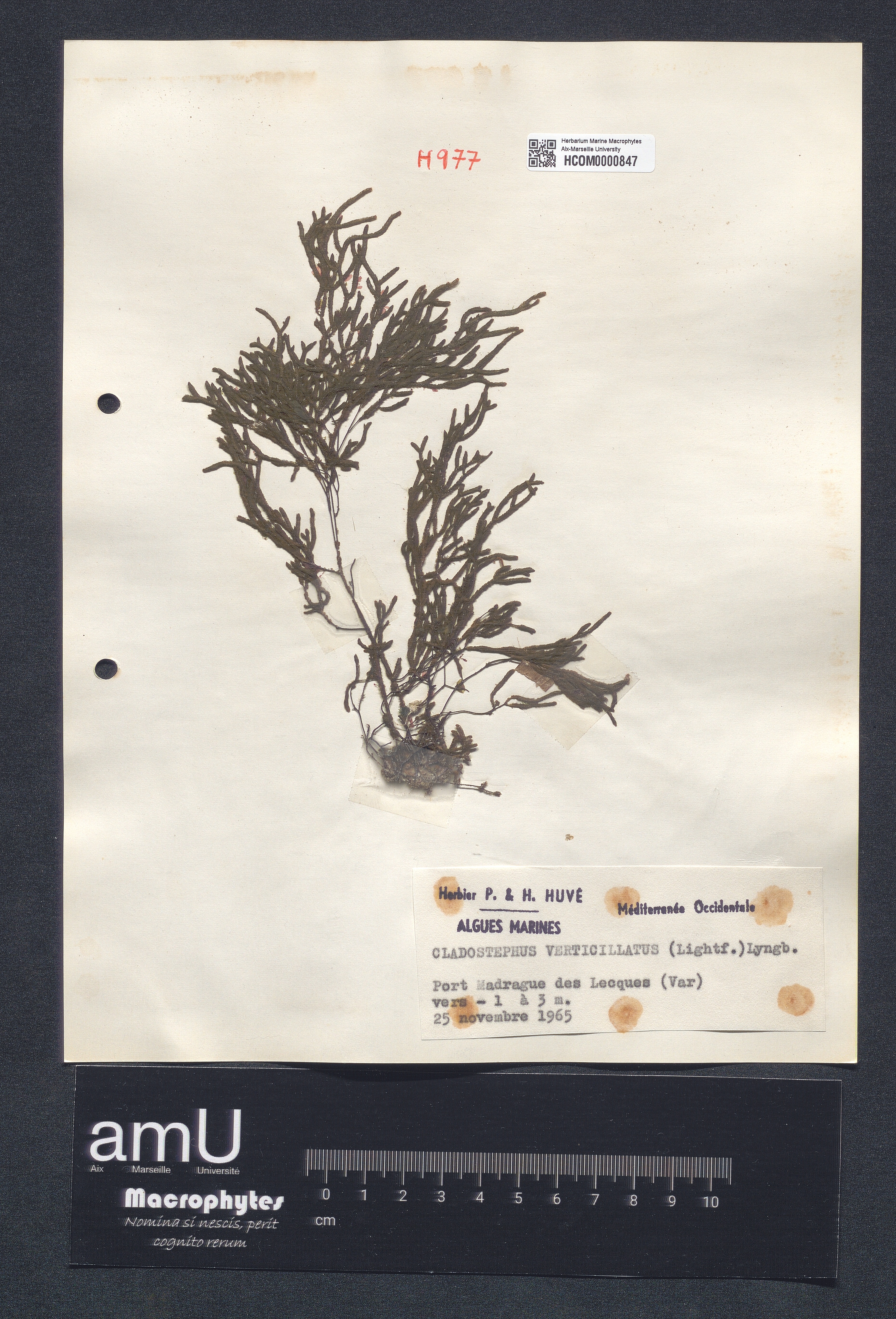 Cladostephus verticillatus specimen