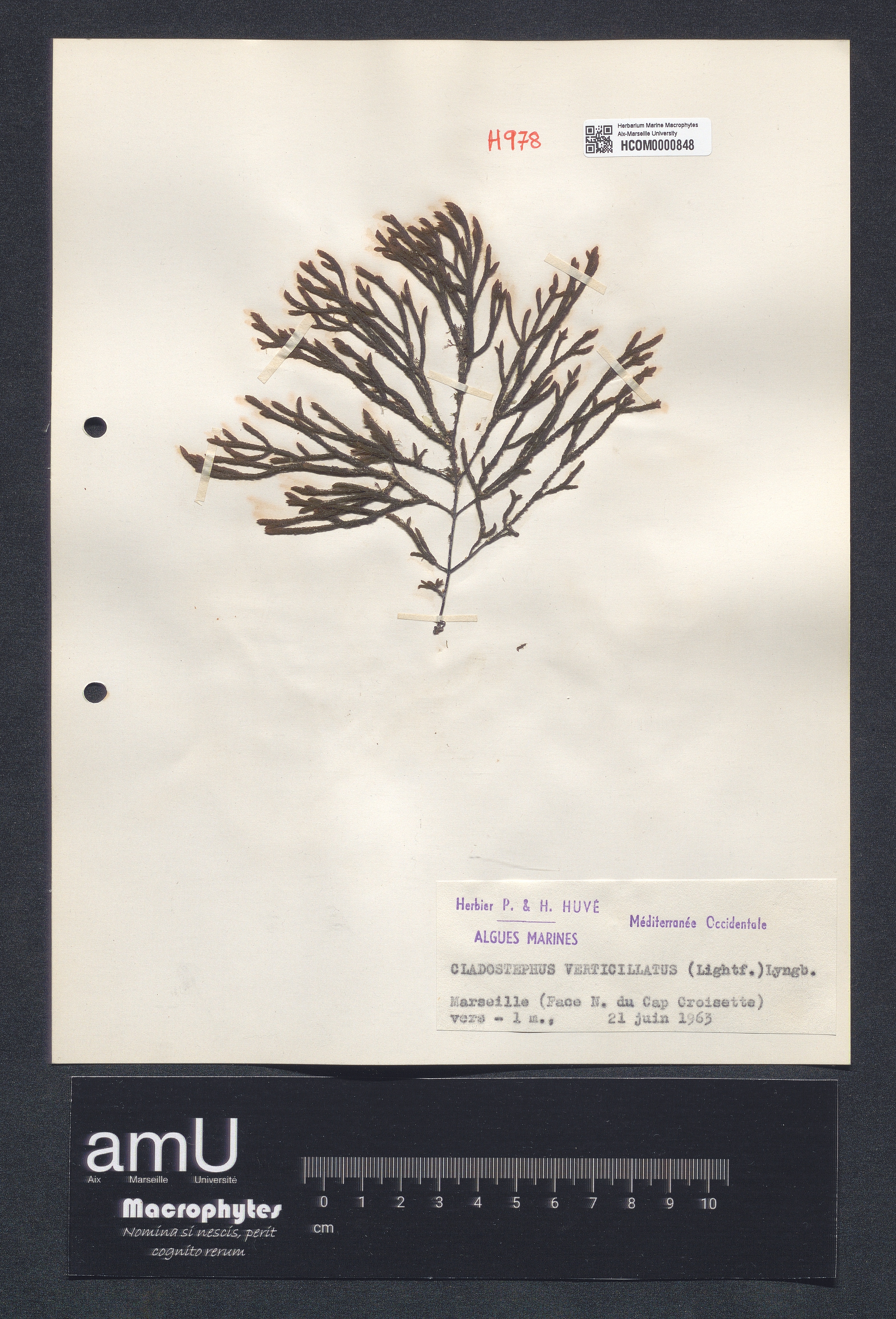 Cladostephus verticillatus specimen