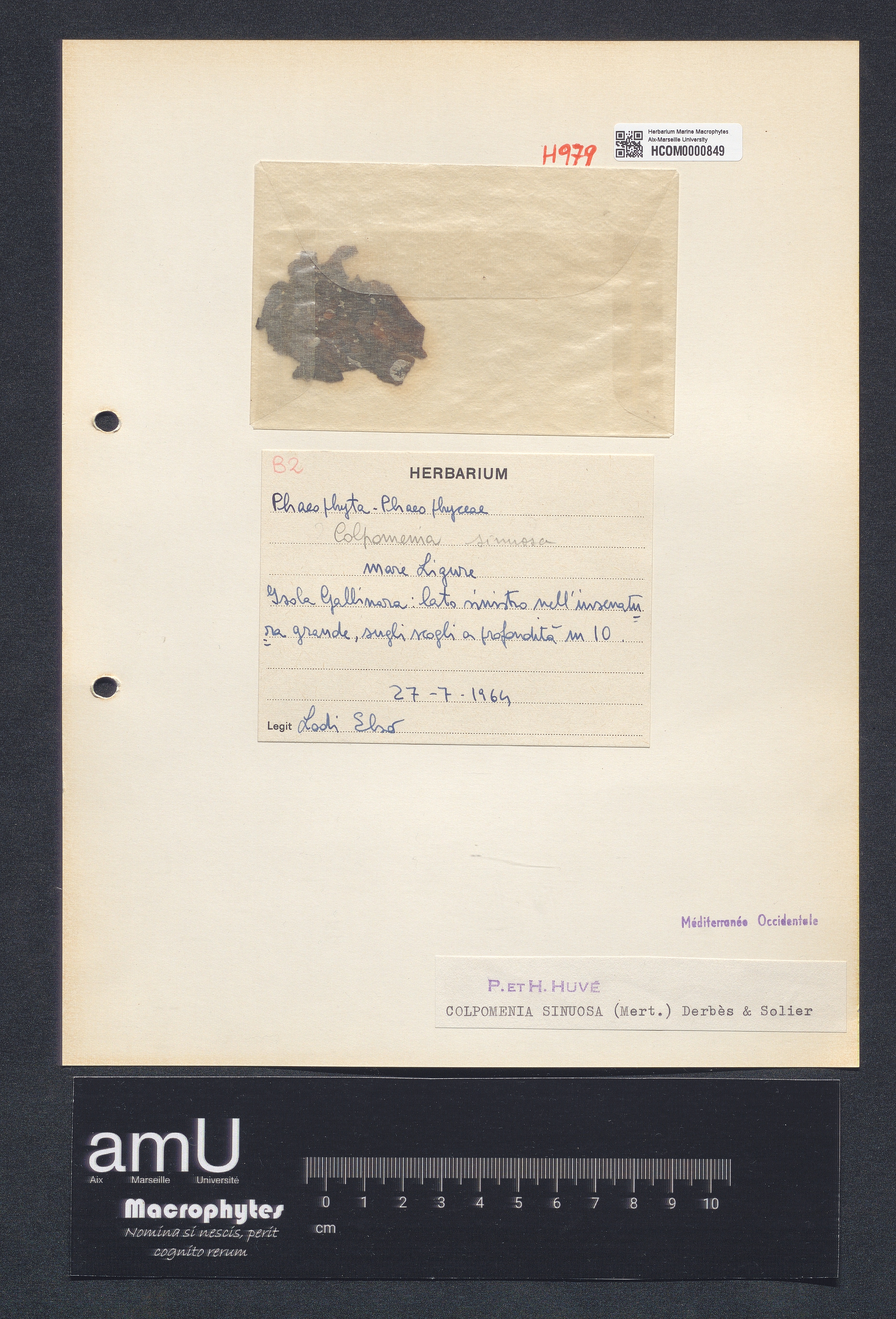 Colpomenia sinuosa specimen