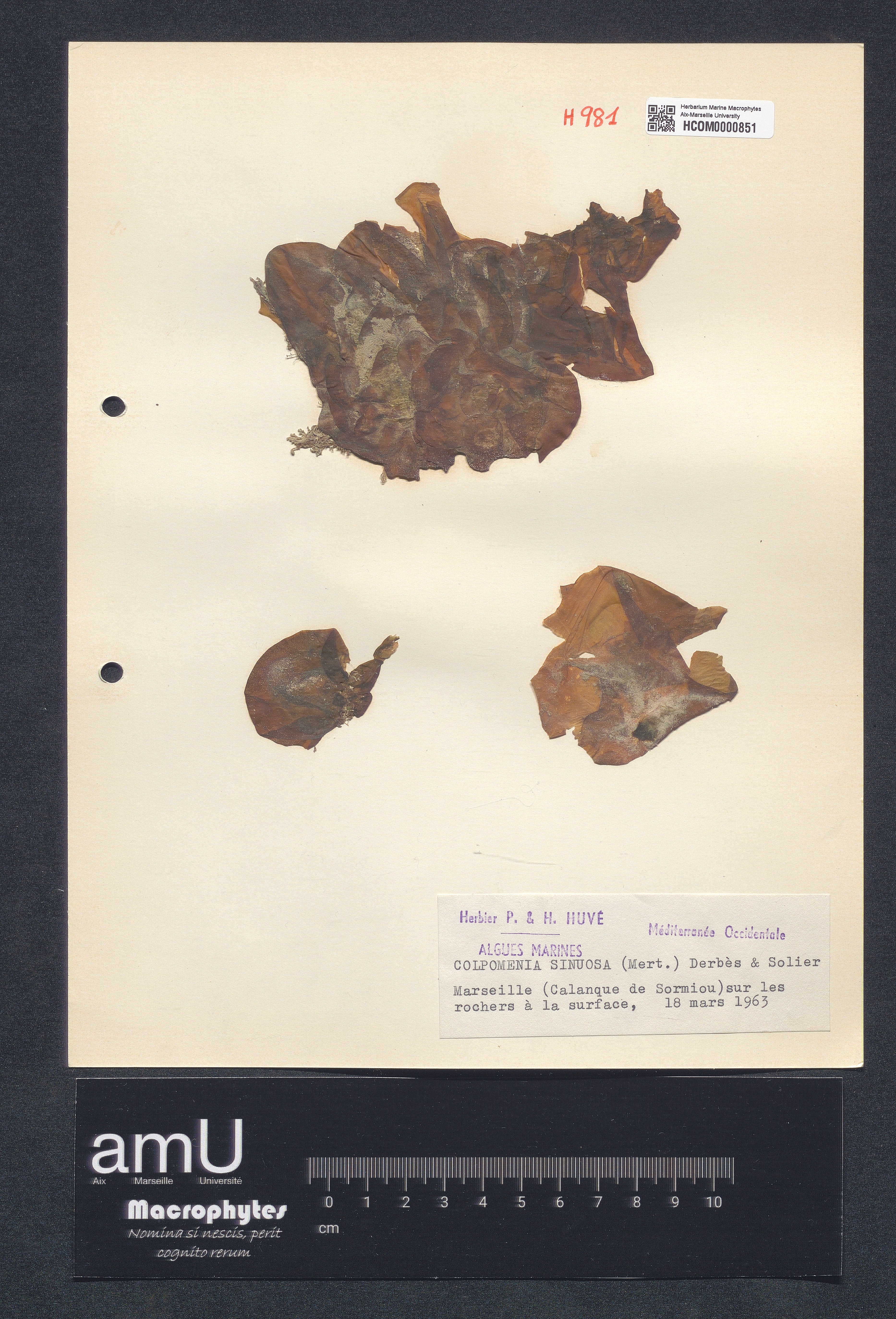 Colpomenia sinuosa specimen