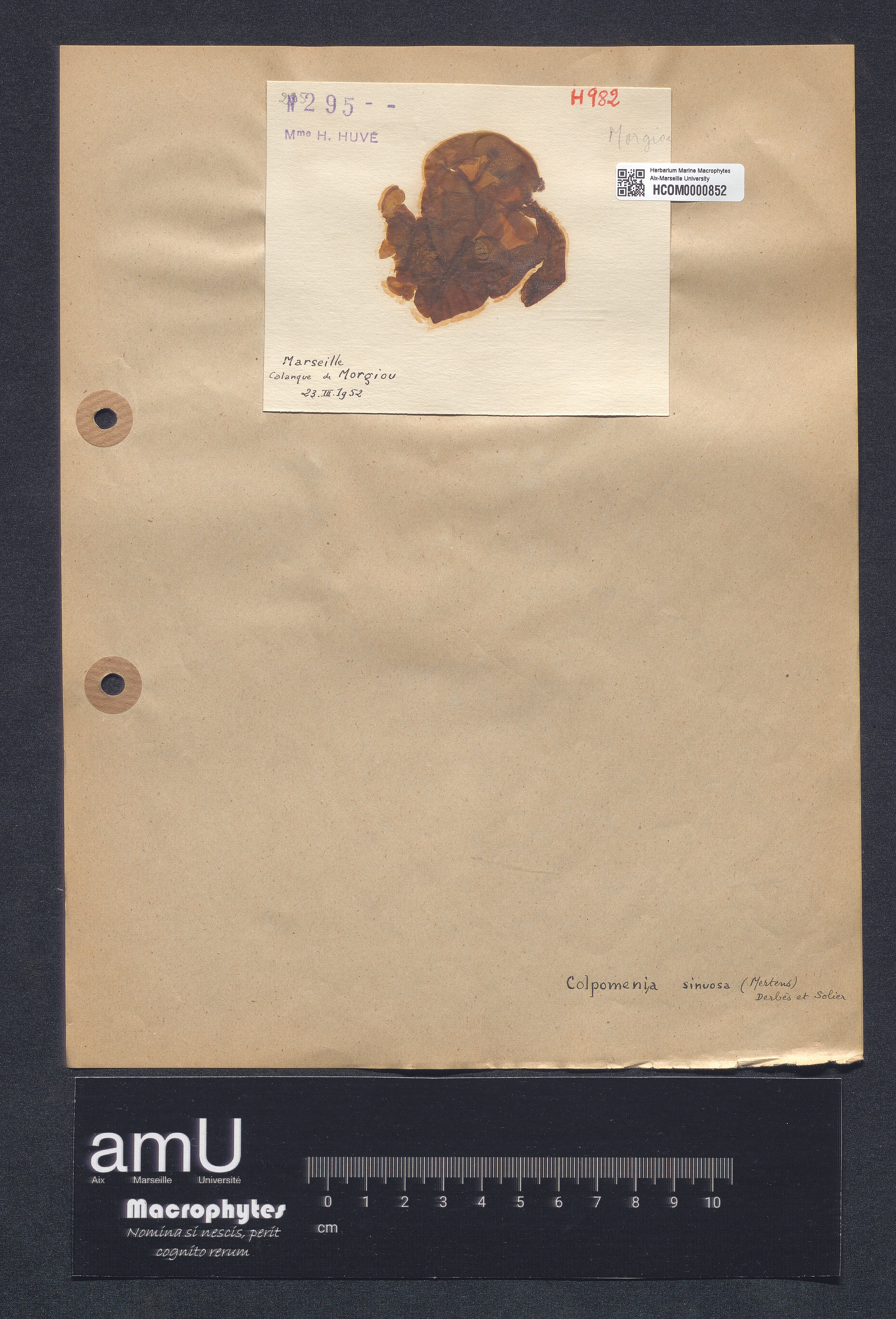 Colpomenia sinuosa specimen