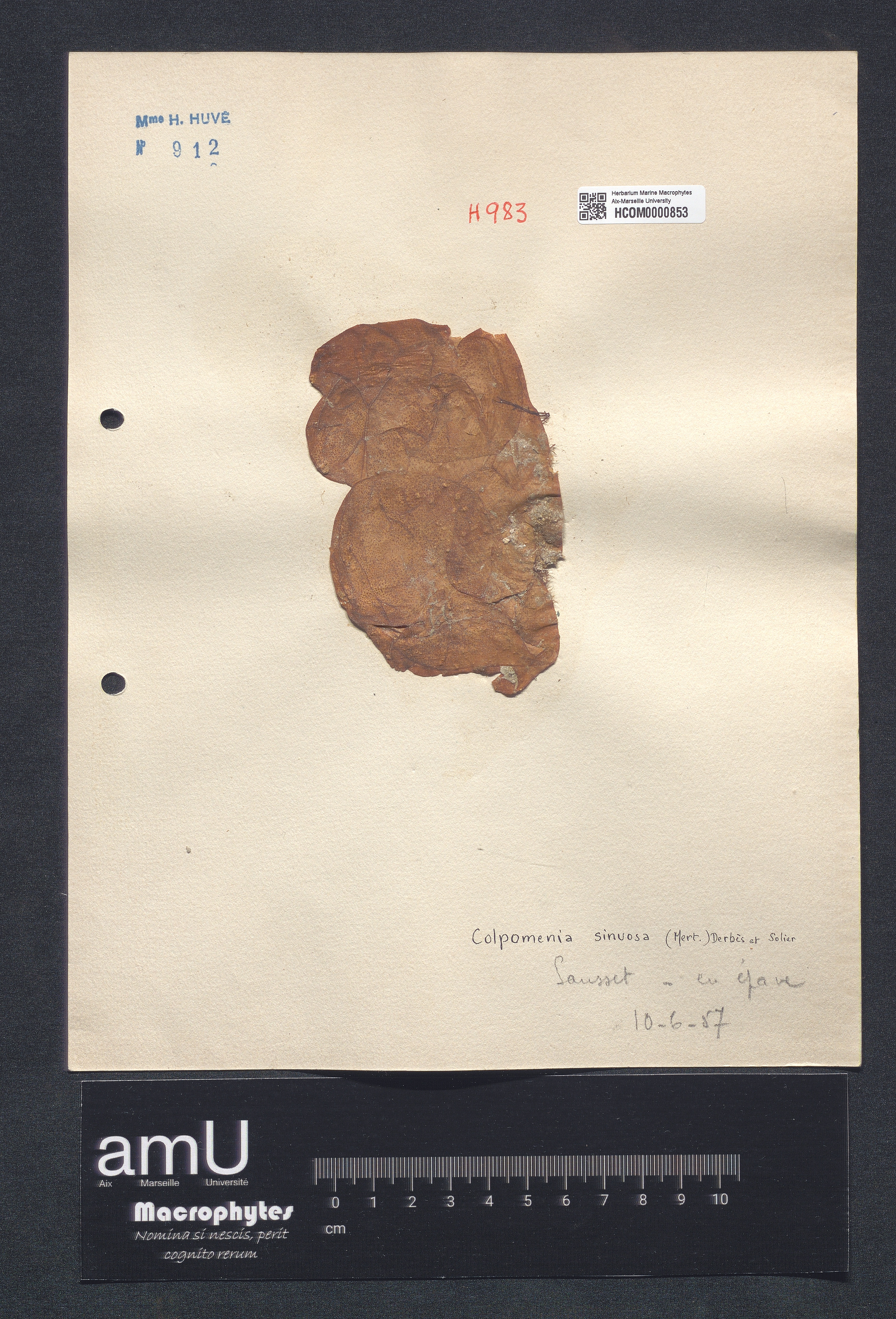 Colpomenia sinuosa specimen