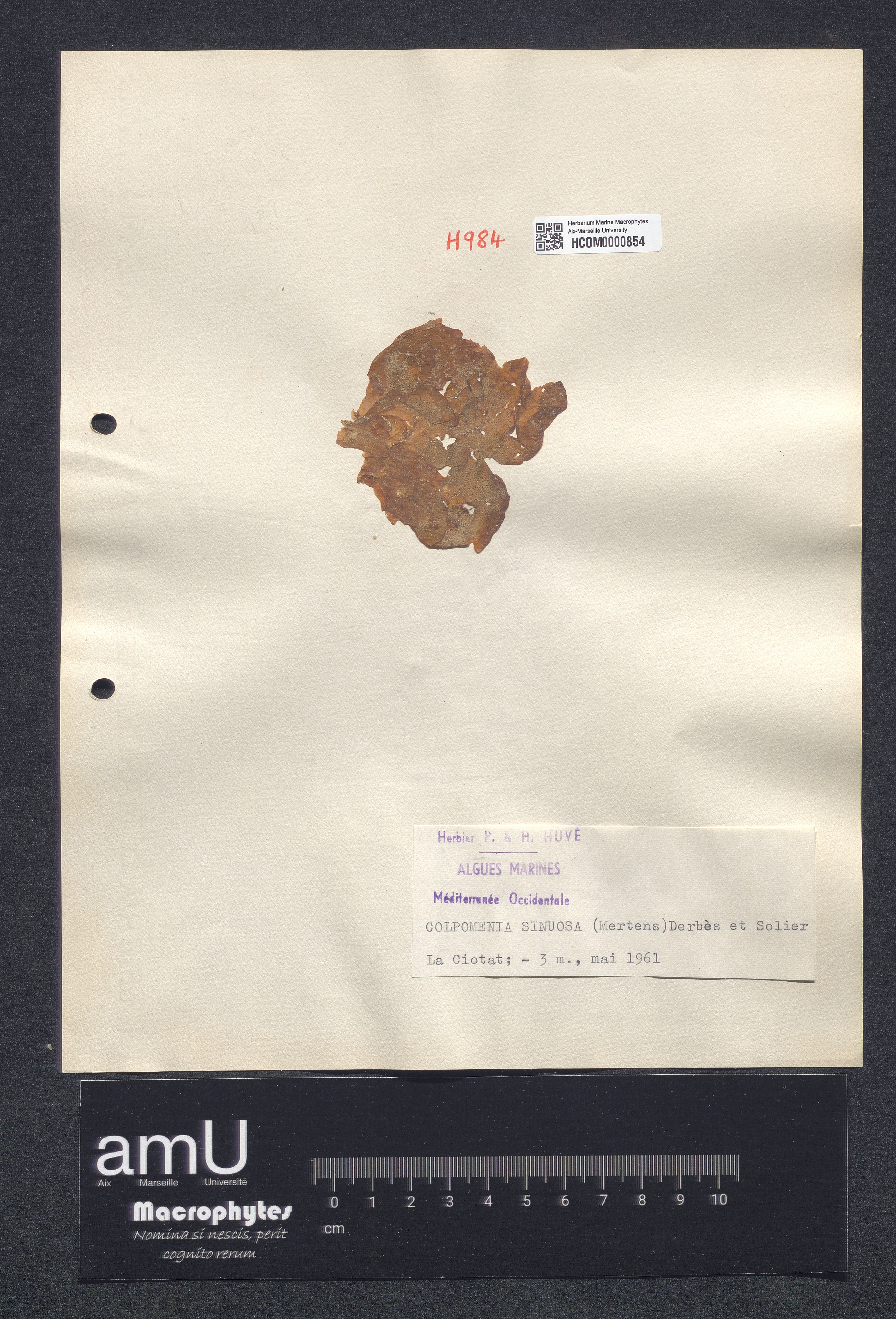 Colpomenia sinuosa specimen