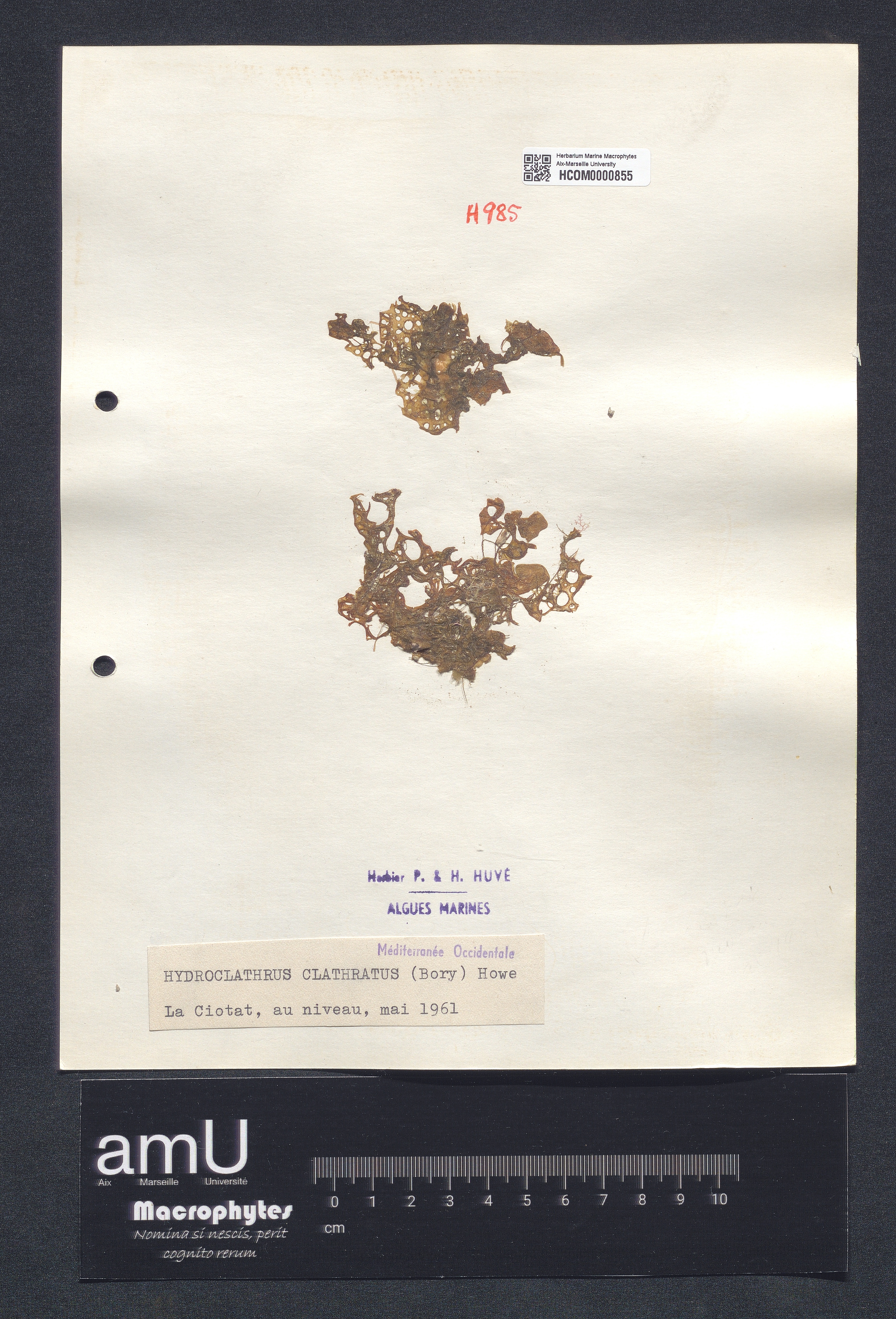 Hydroclathrus clathratus specimen