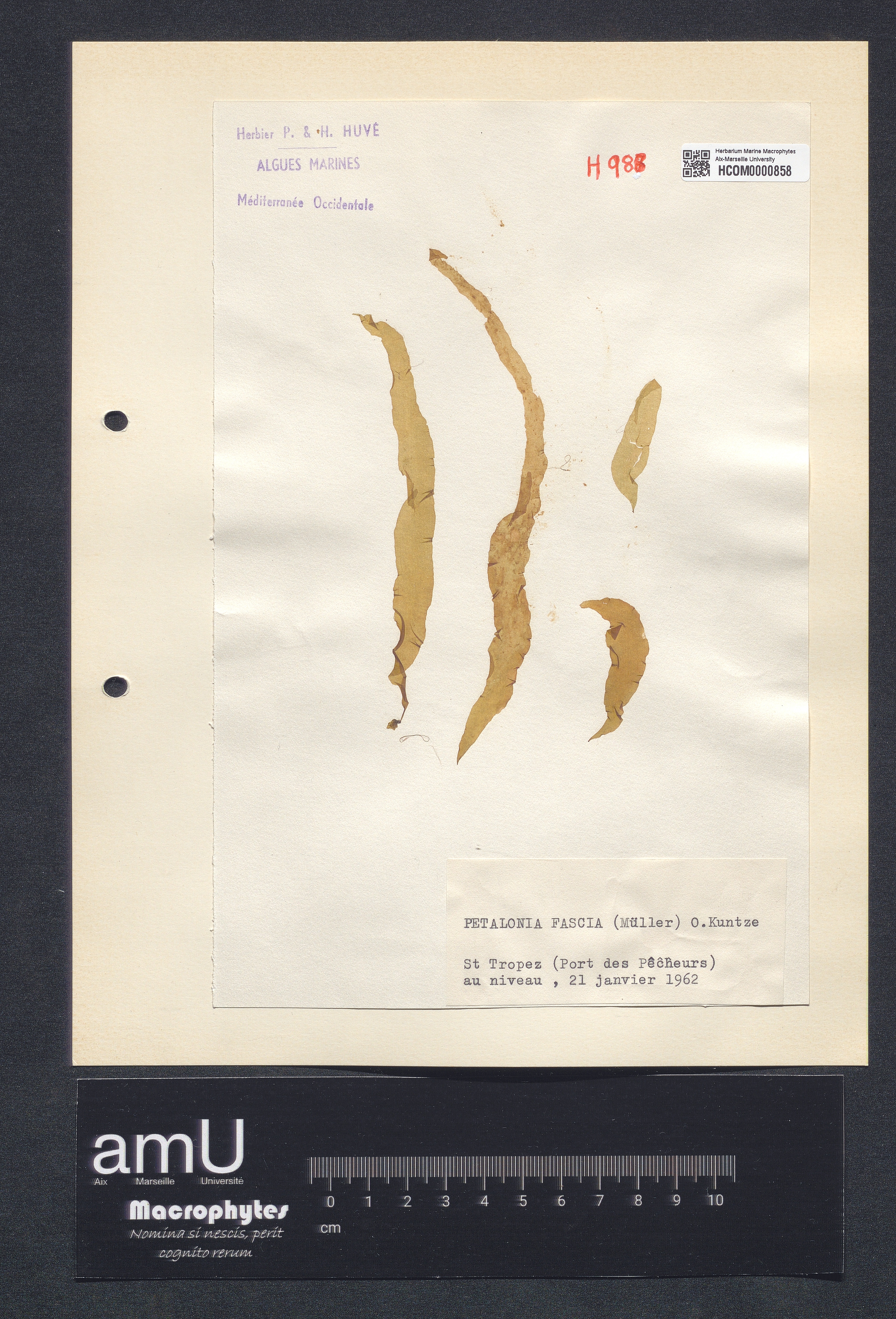 Petalonia fascia specimen