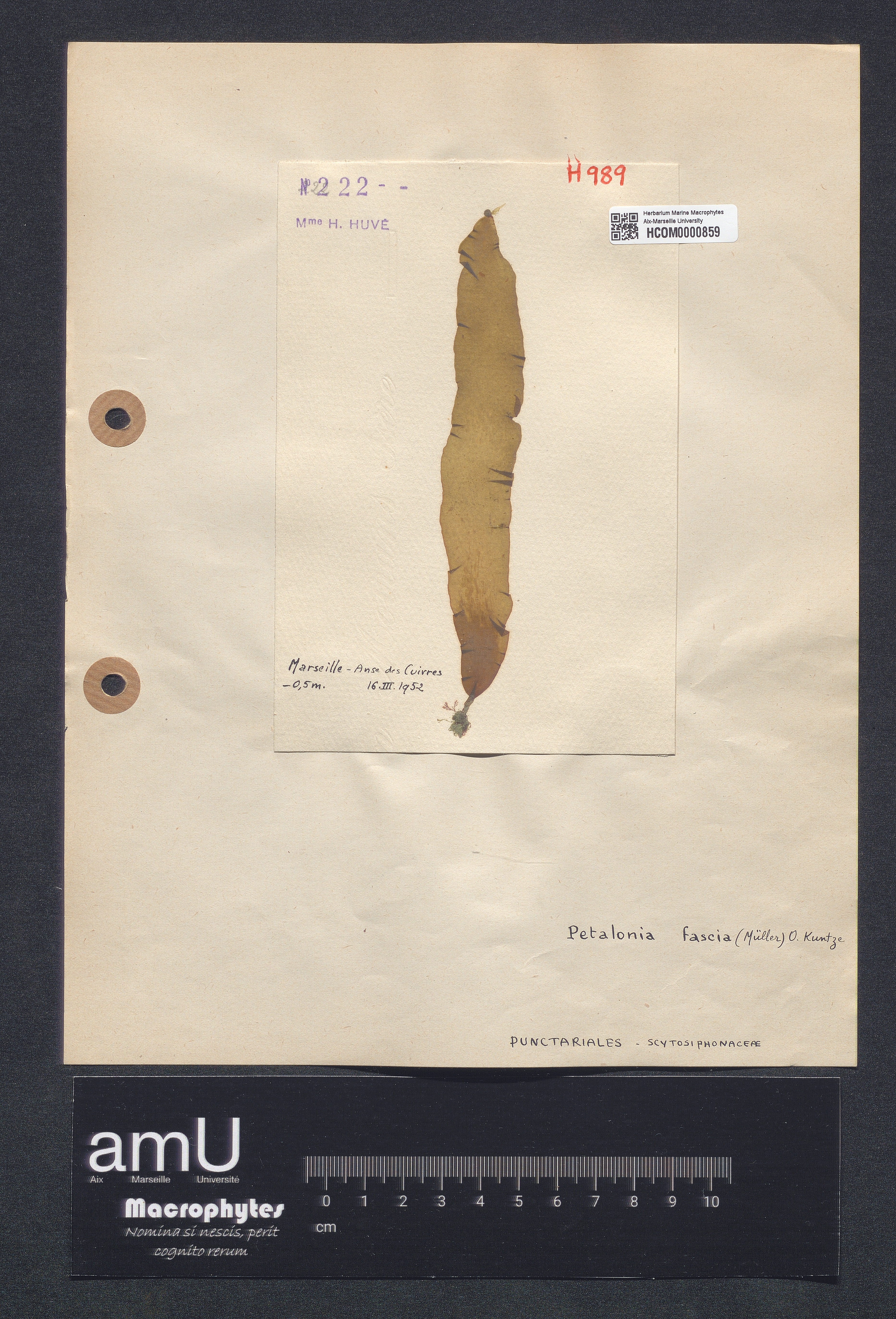 Petalonia fascia specimen