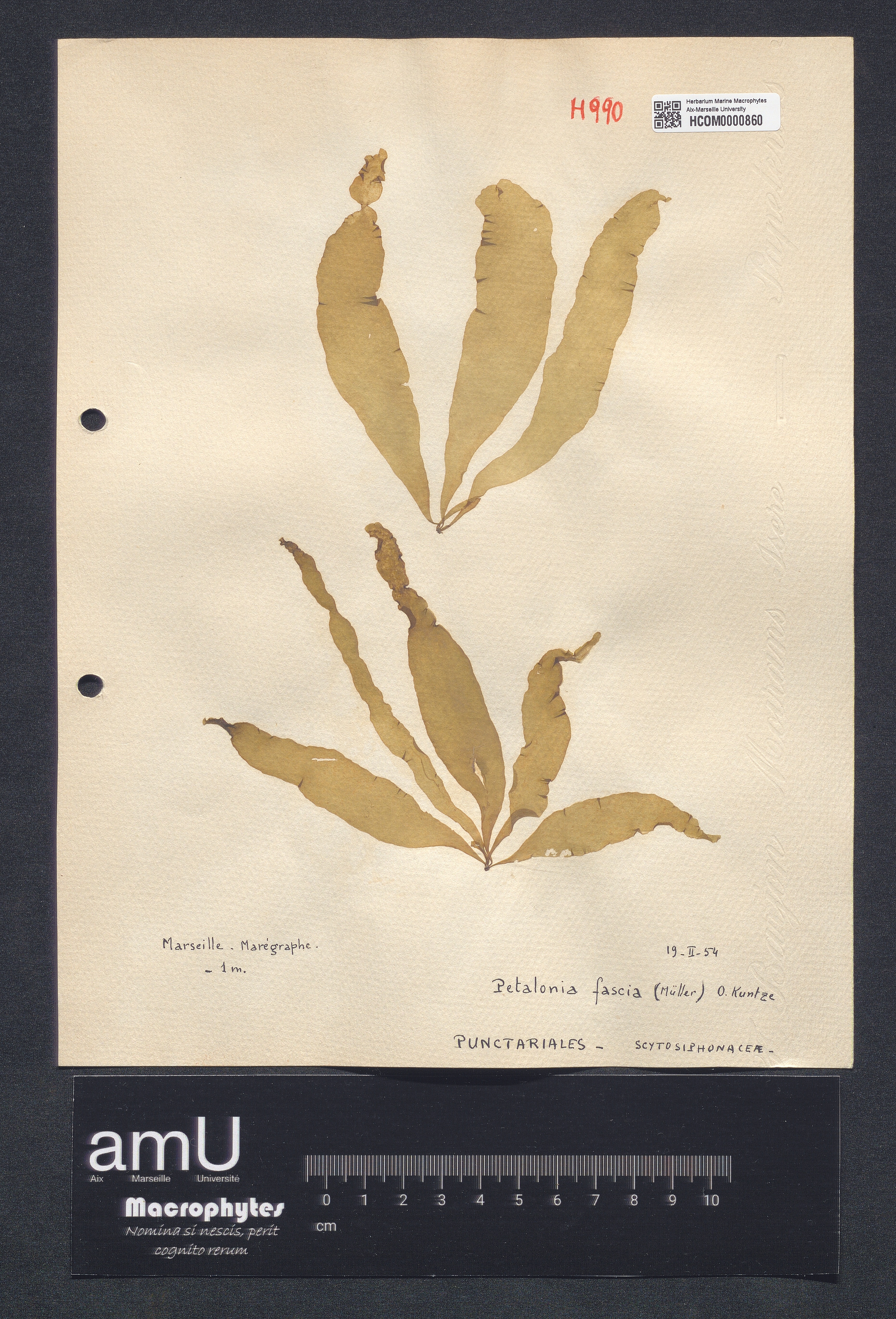 Petalonia fascia specimen