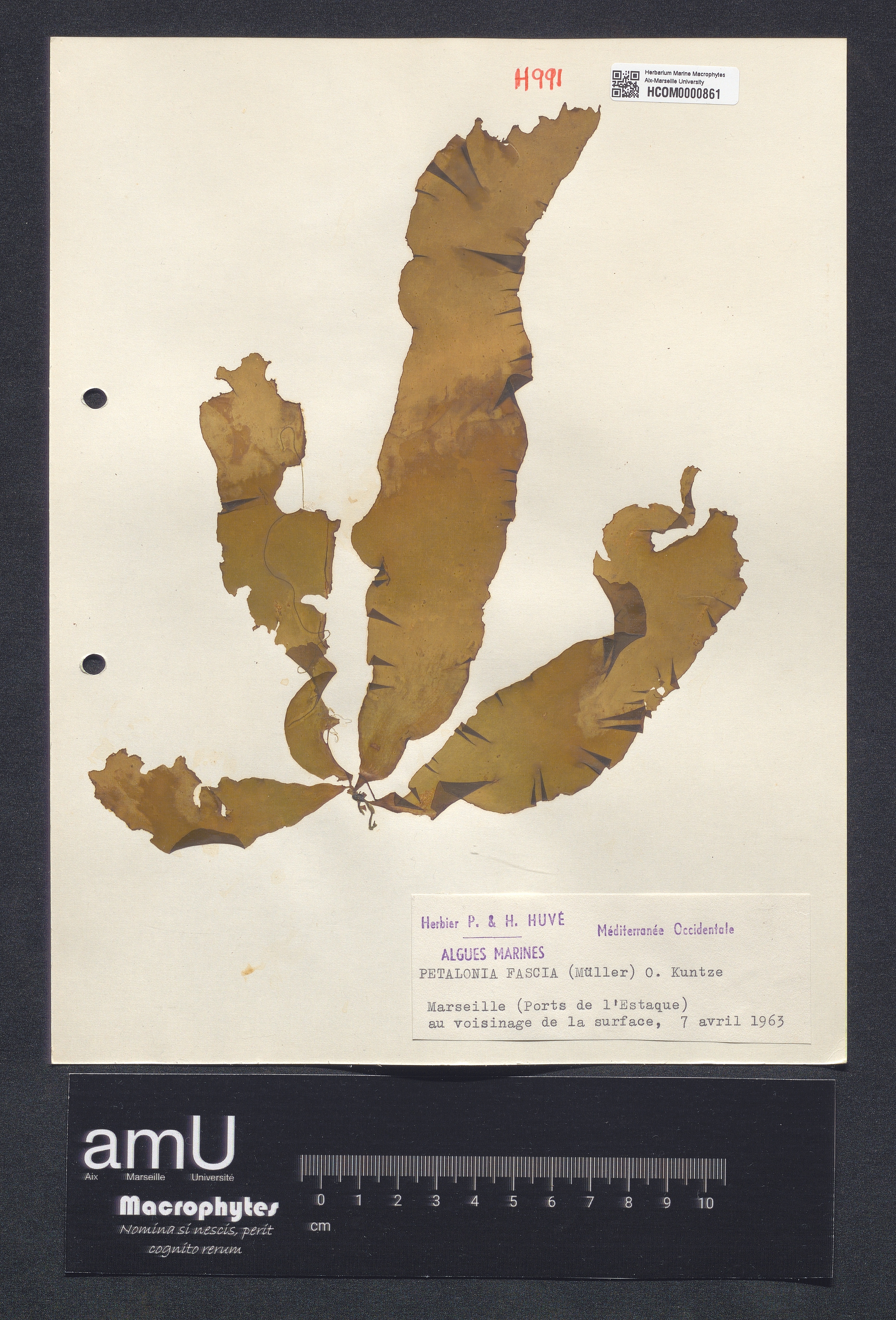 Petalonia fascia specimen