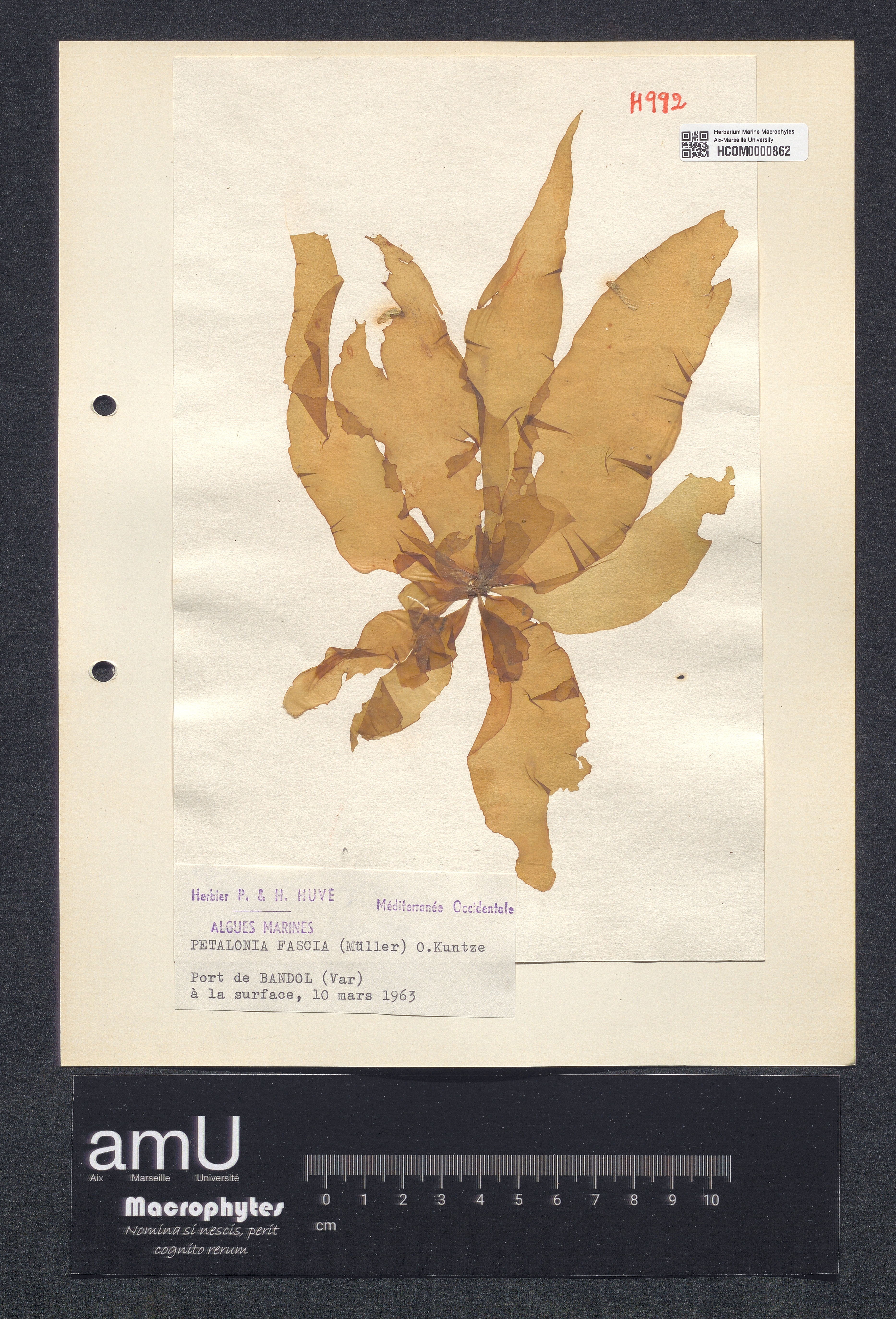 Petalonia fascia specimen