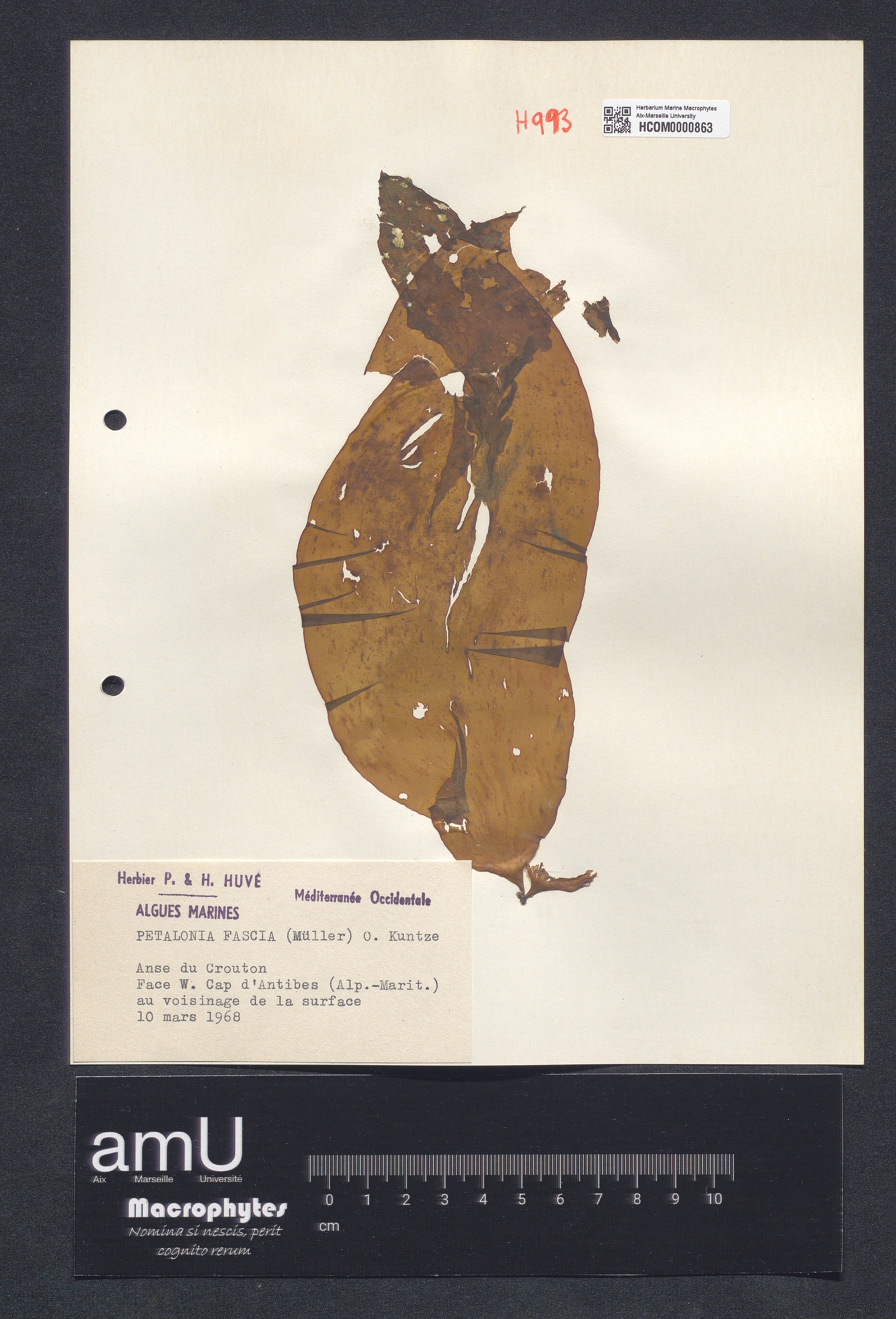 Petalonia fascia specimen