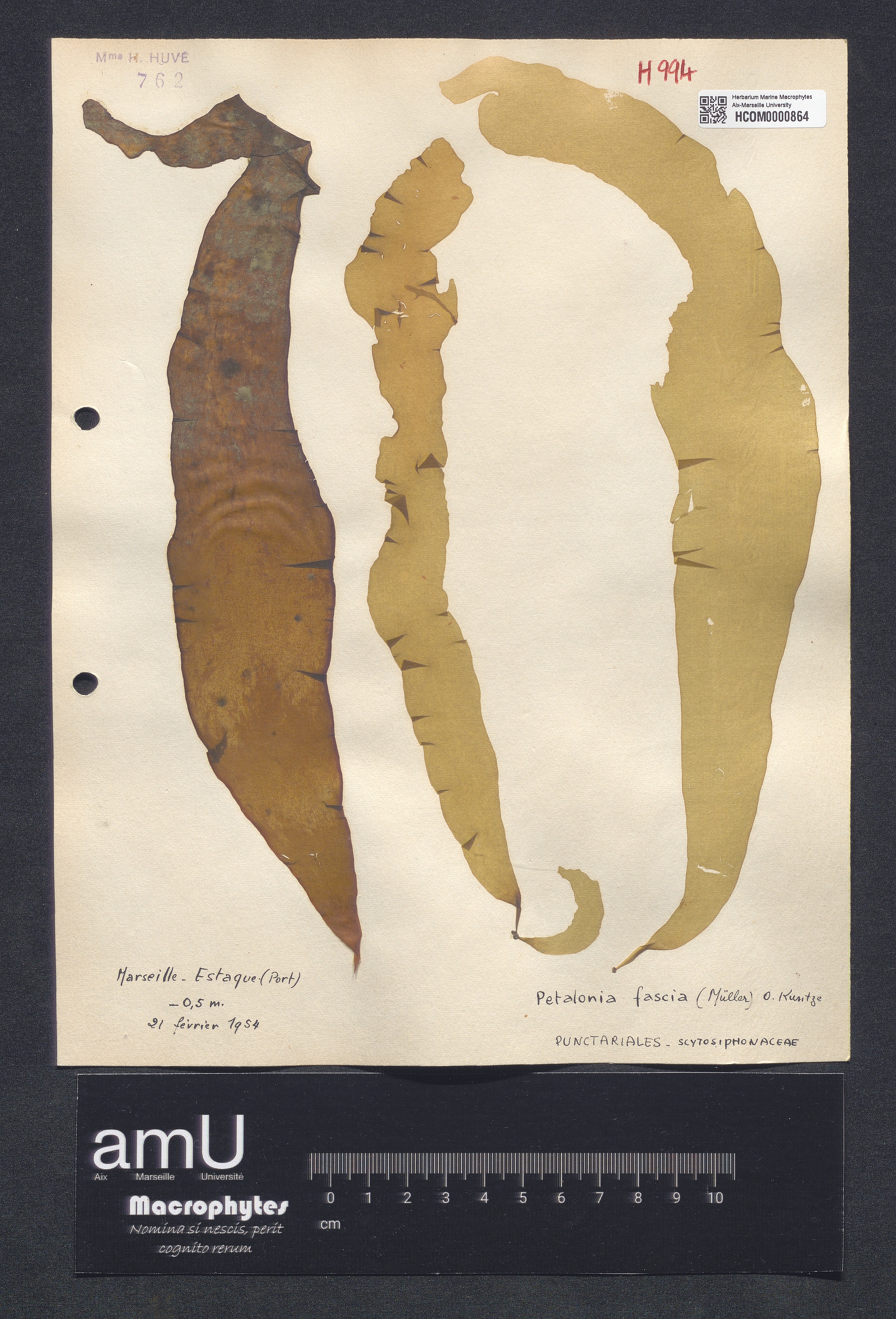 Petalonia fascia specimen