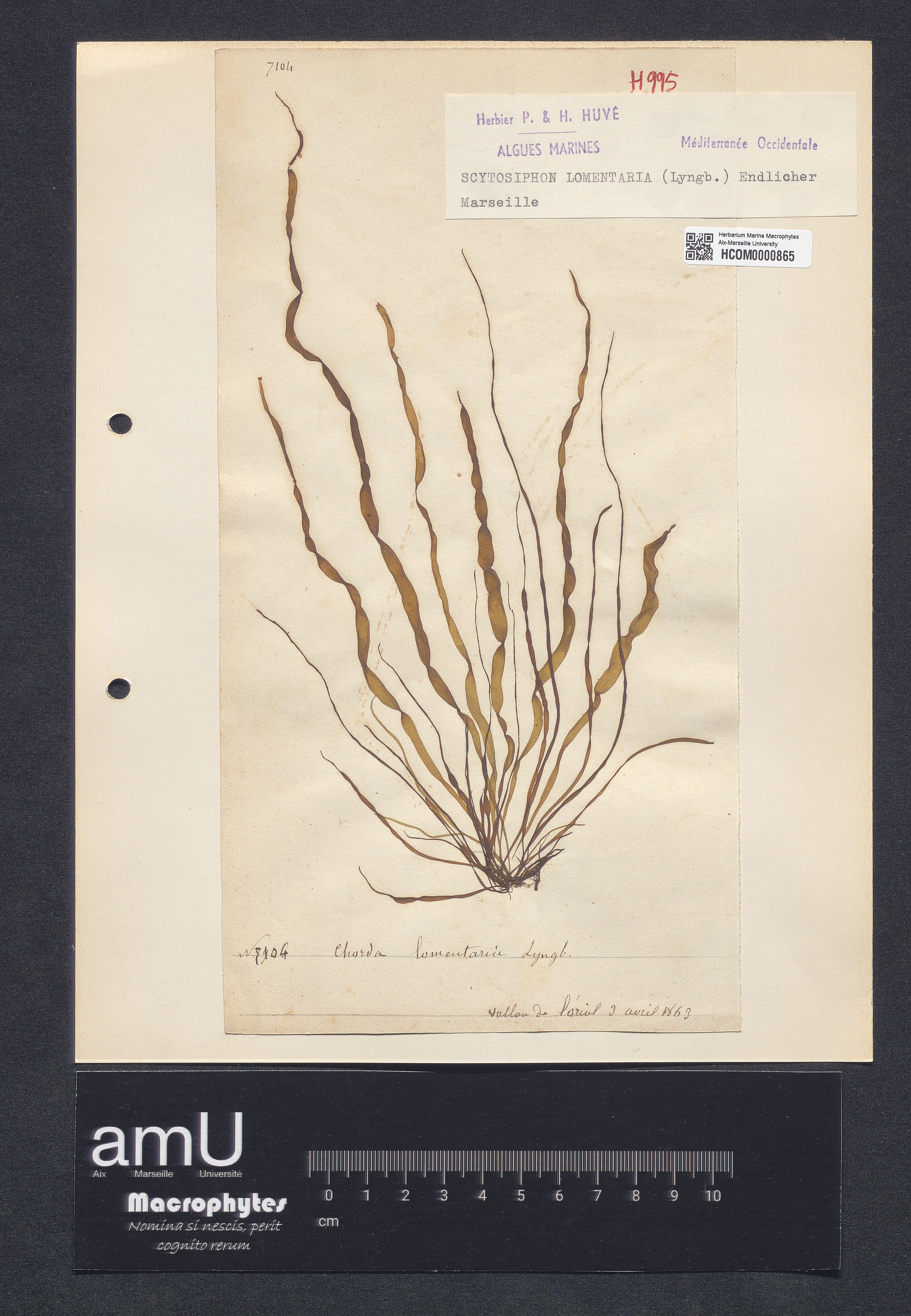 Scytosiphon lomentaria specimen