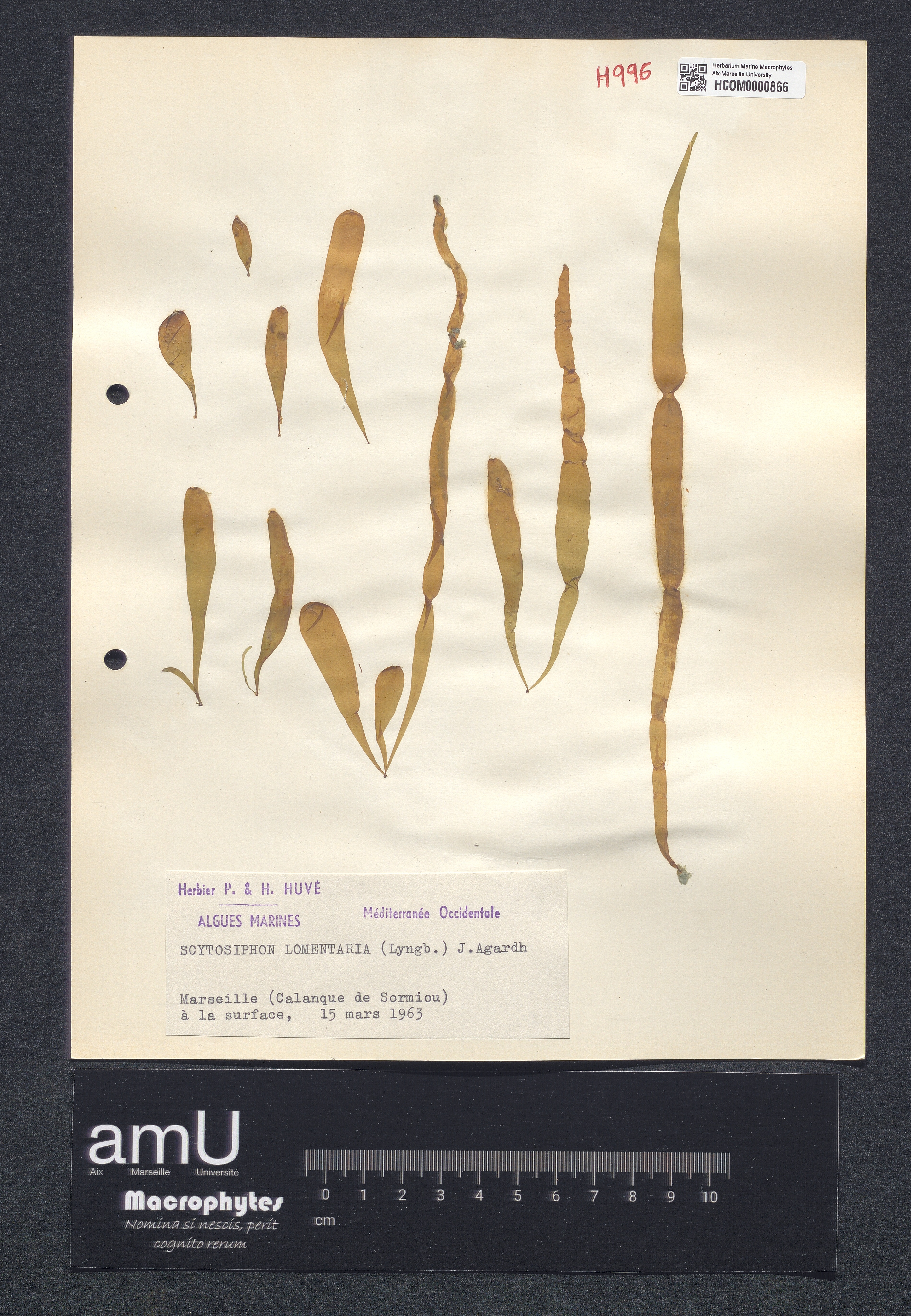 Scytosiphon lomentaria specimen