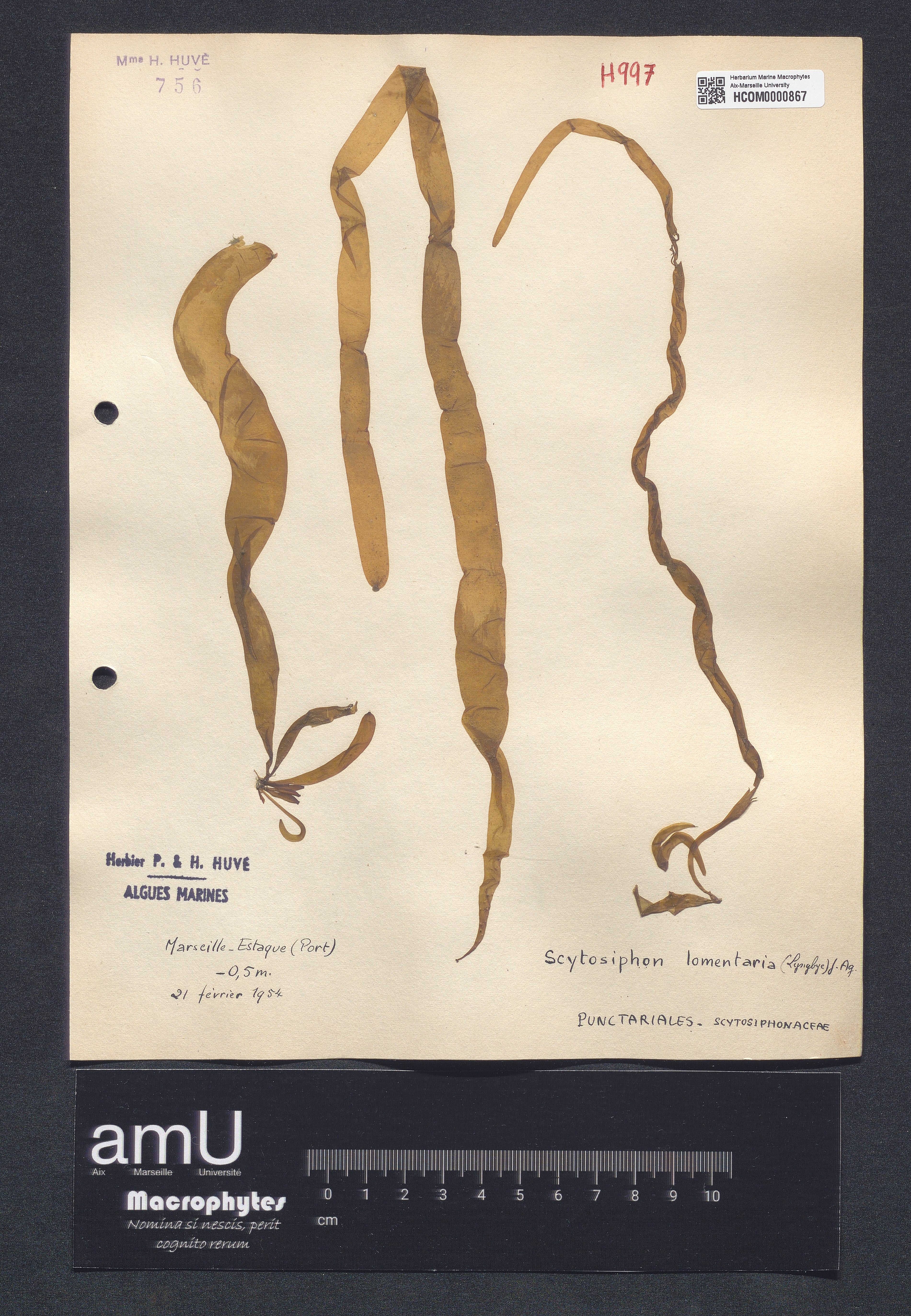 Scytosiphon lomentaria specimen