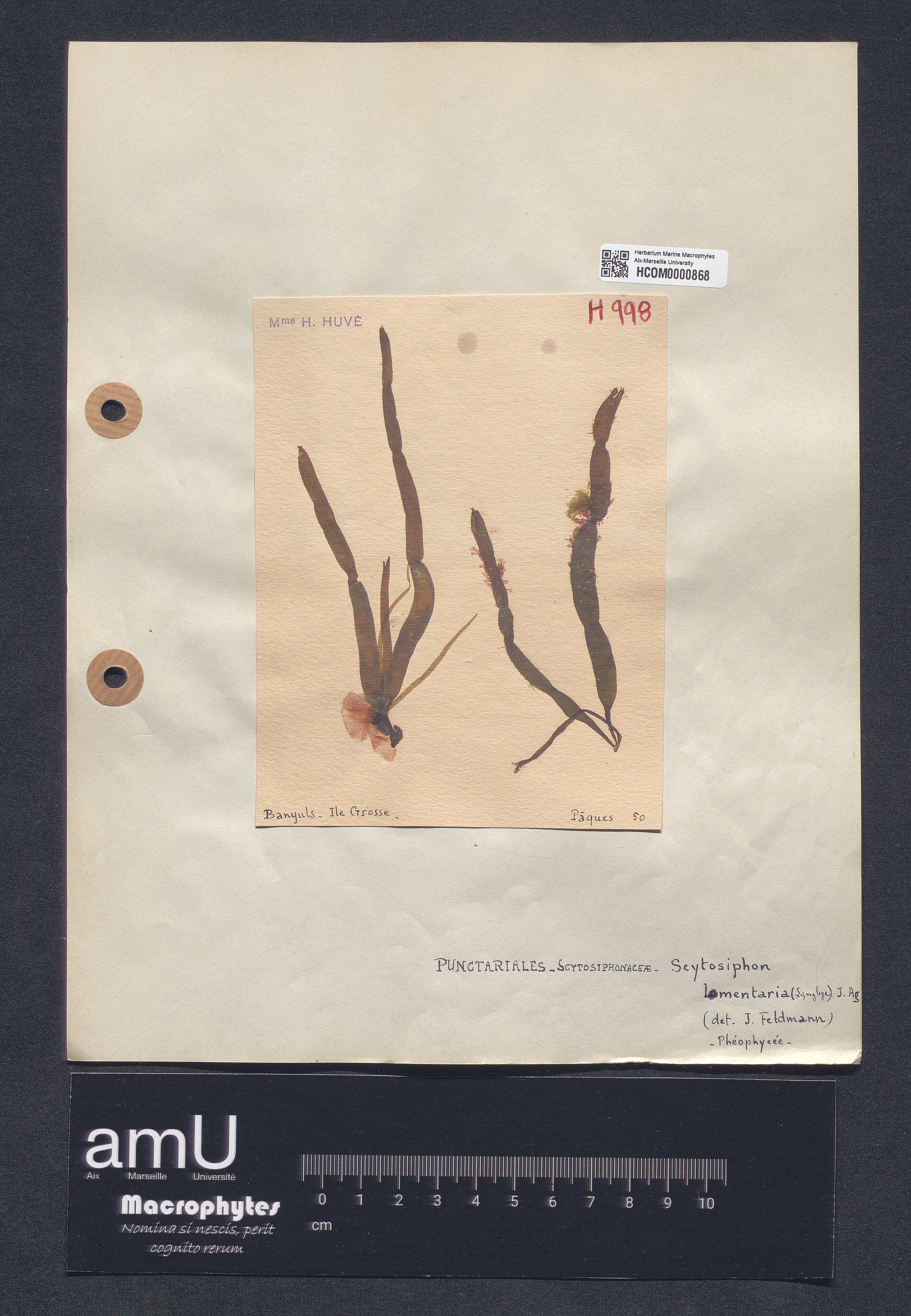Scytosiphon lomentaria specimen