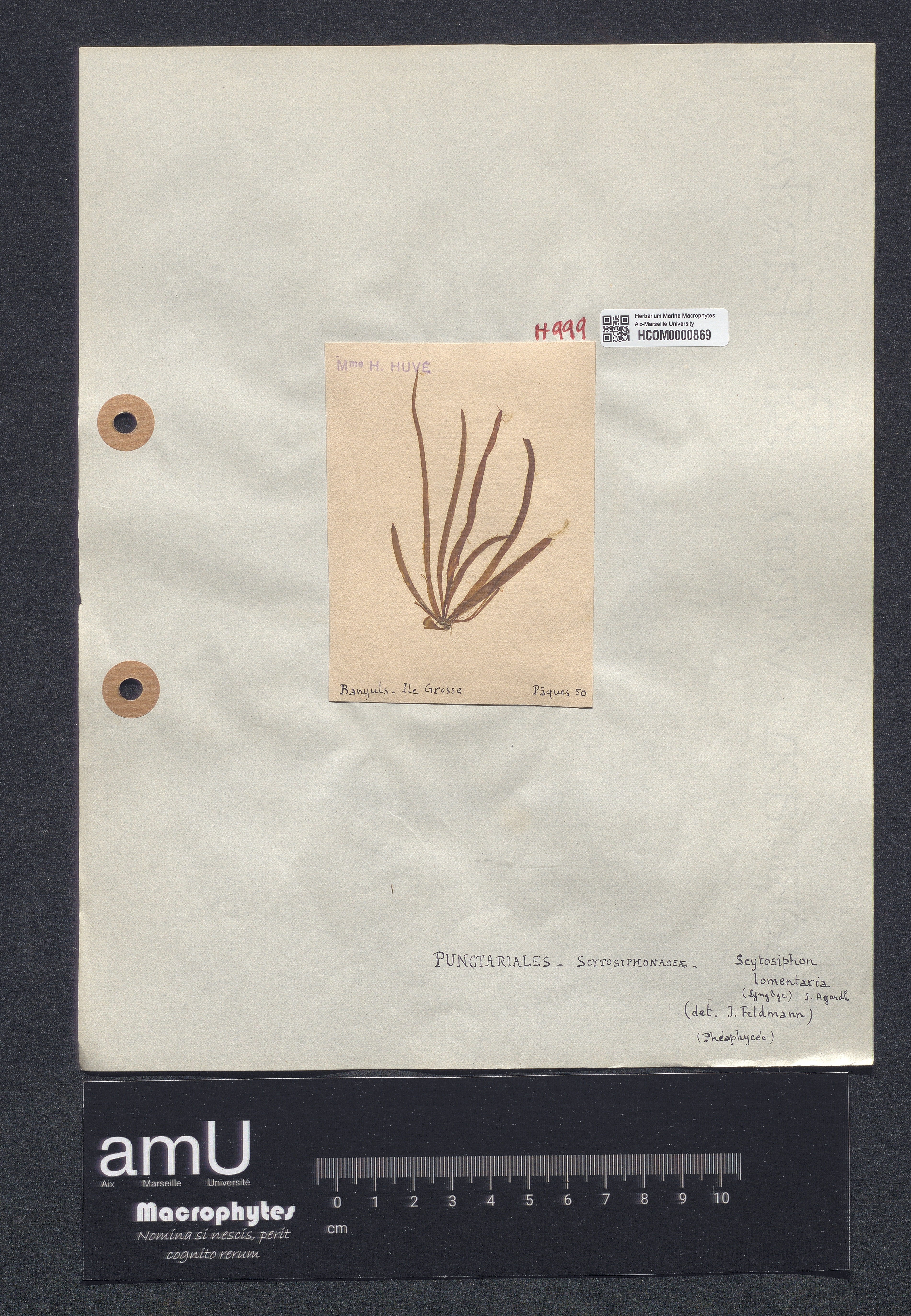 Scytosiphon lomentaria specimen