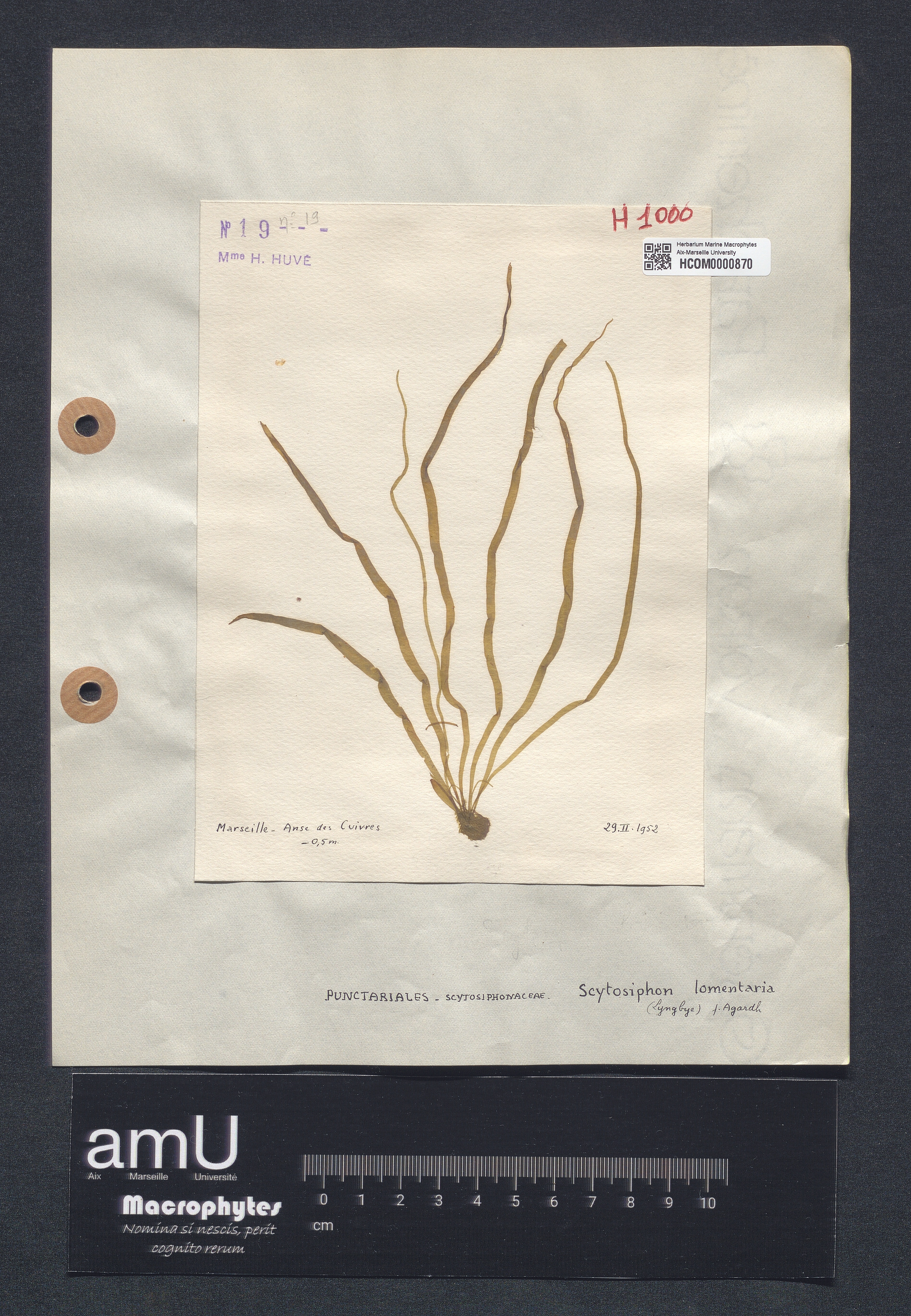 Scytosiphon lomentaria specimen