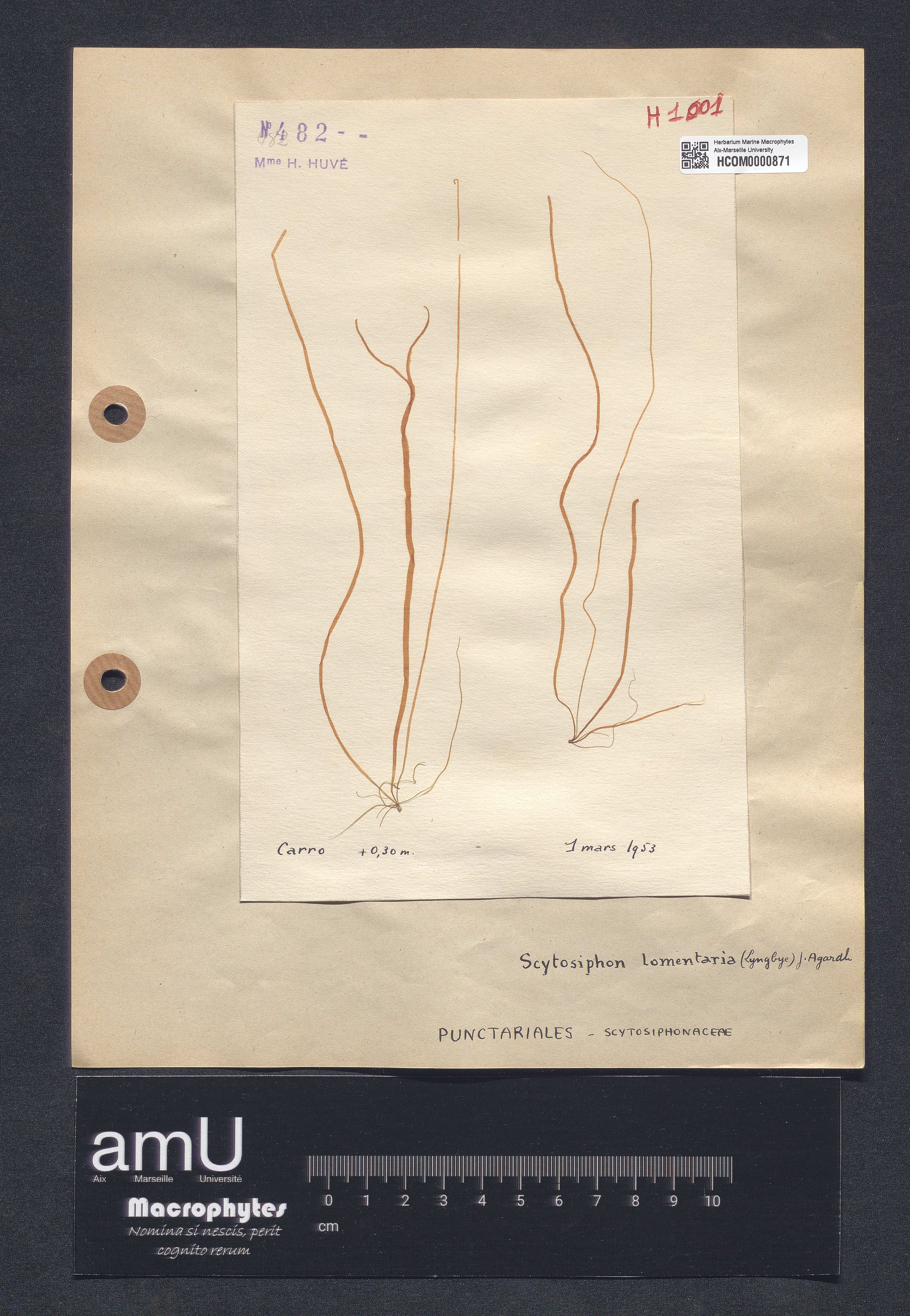 Scytosiphon lomentaria specimen