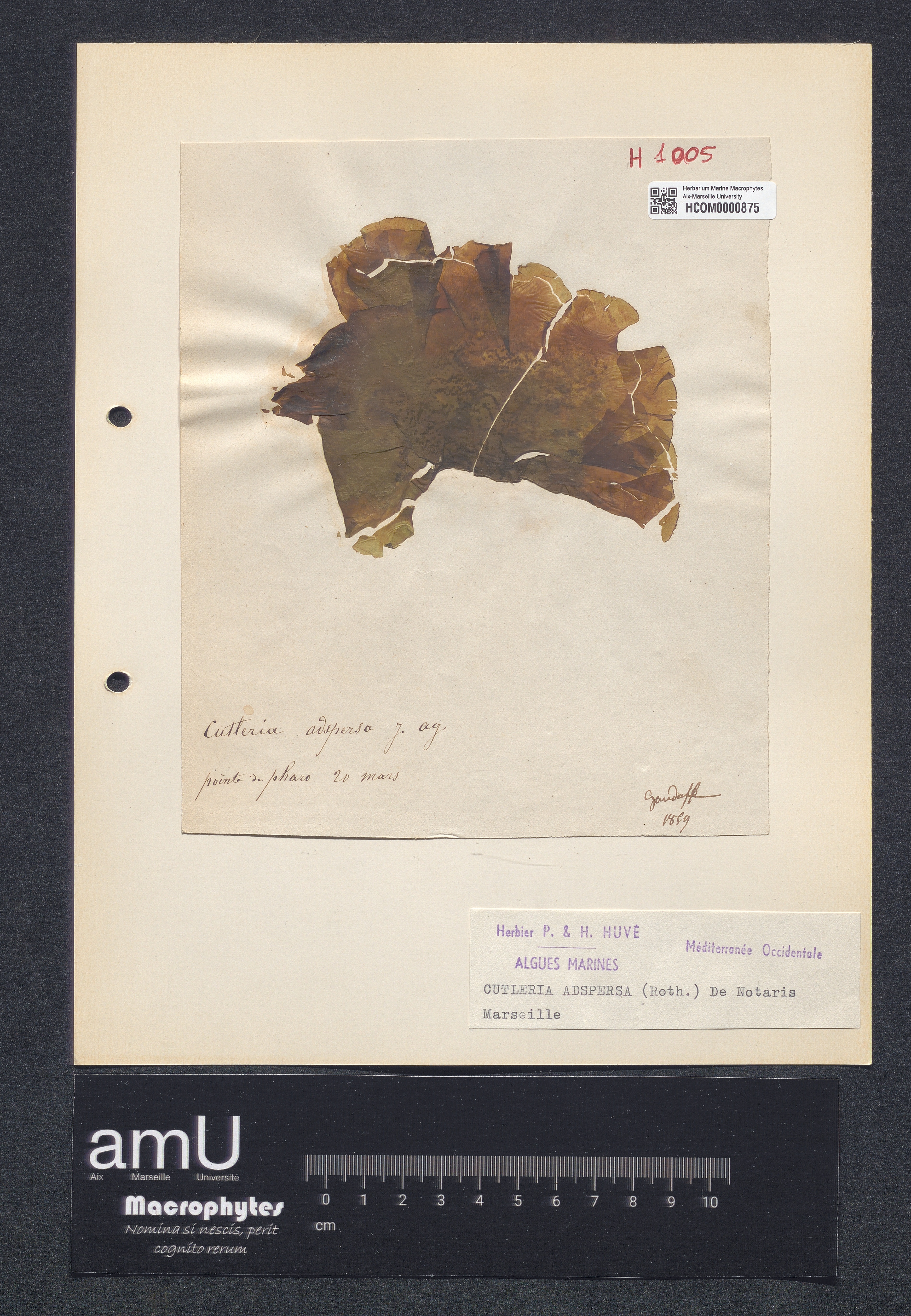 Cutleria adspersa specimen