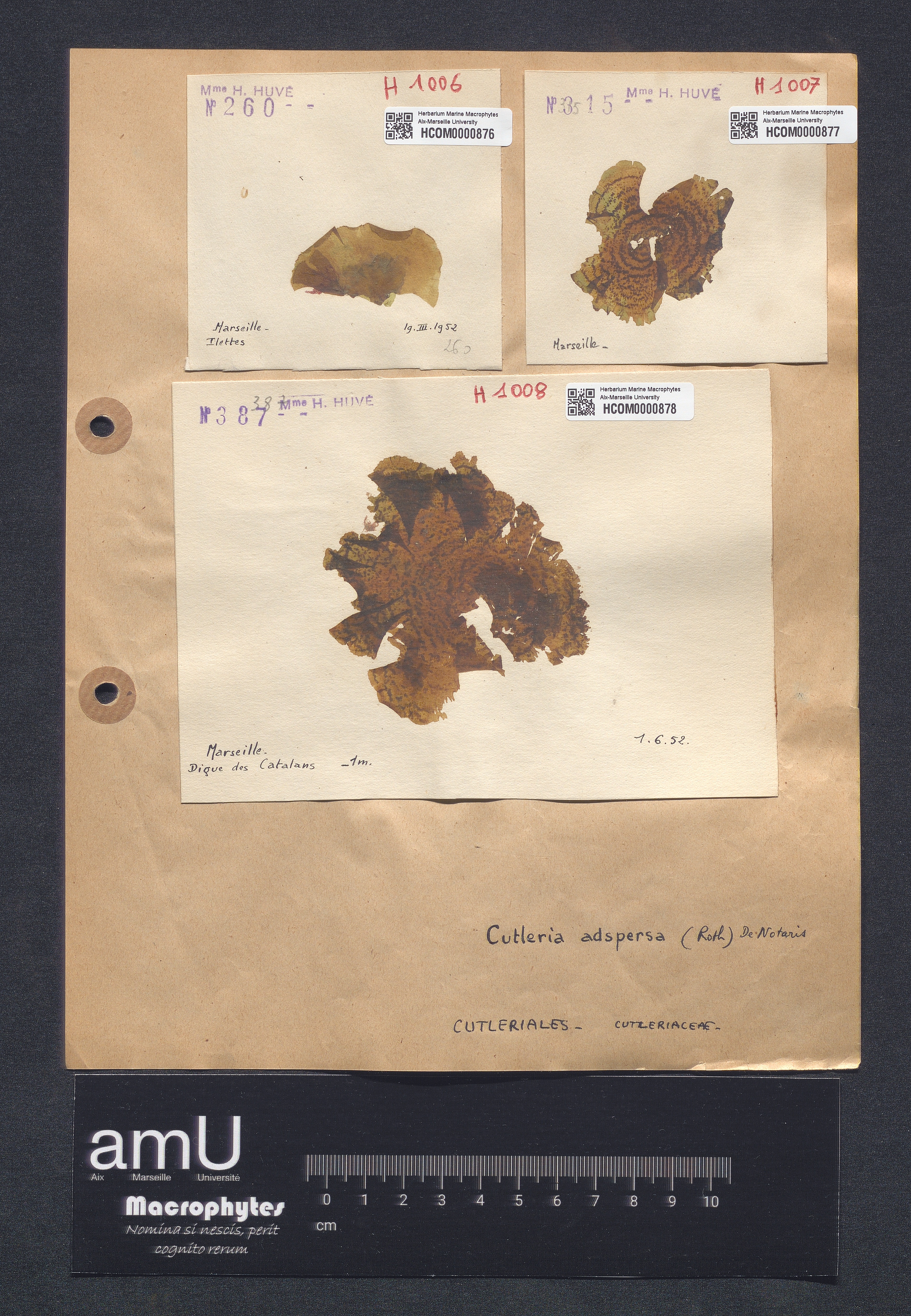 Cutleria adspersa specimen