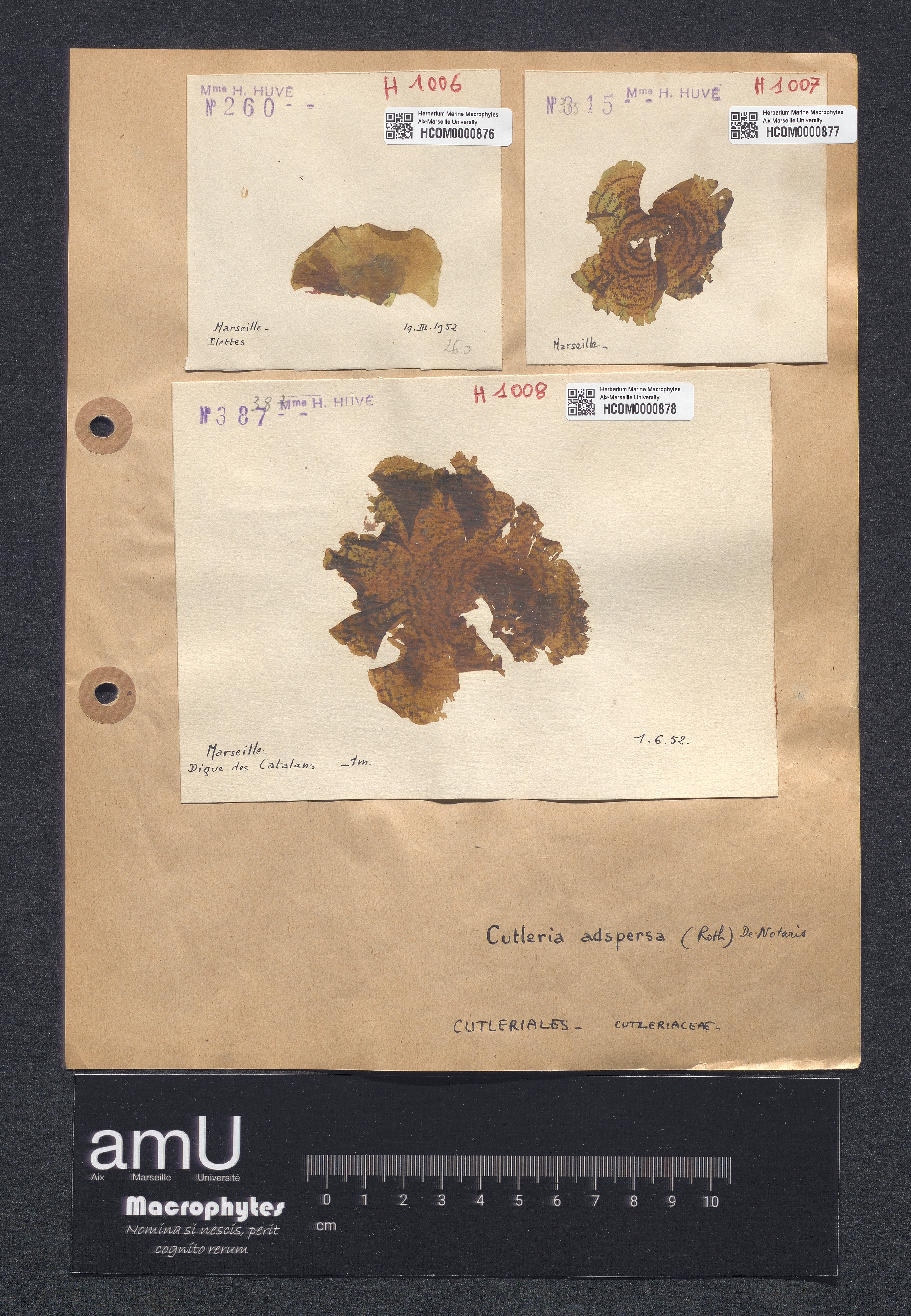Cutleria adspersa specimen