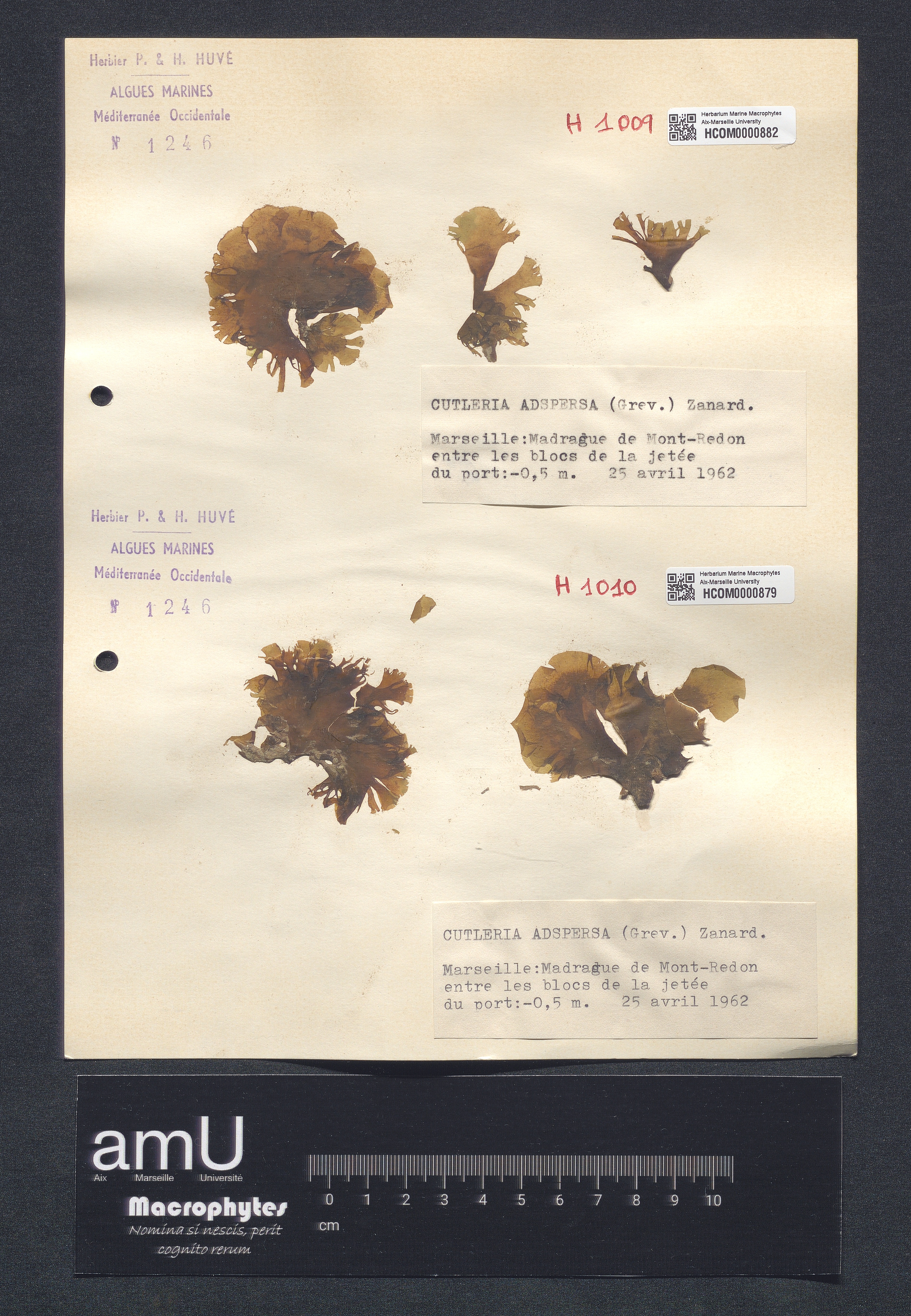 Cutleria adspersa specimen