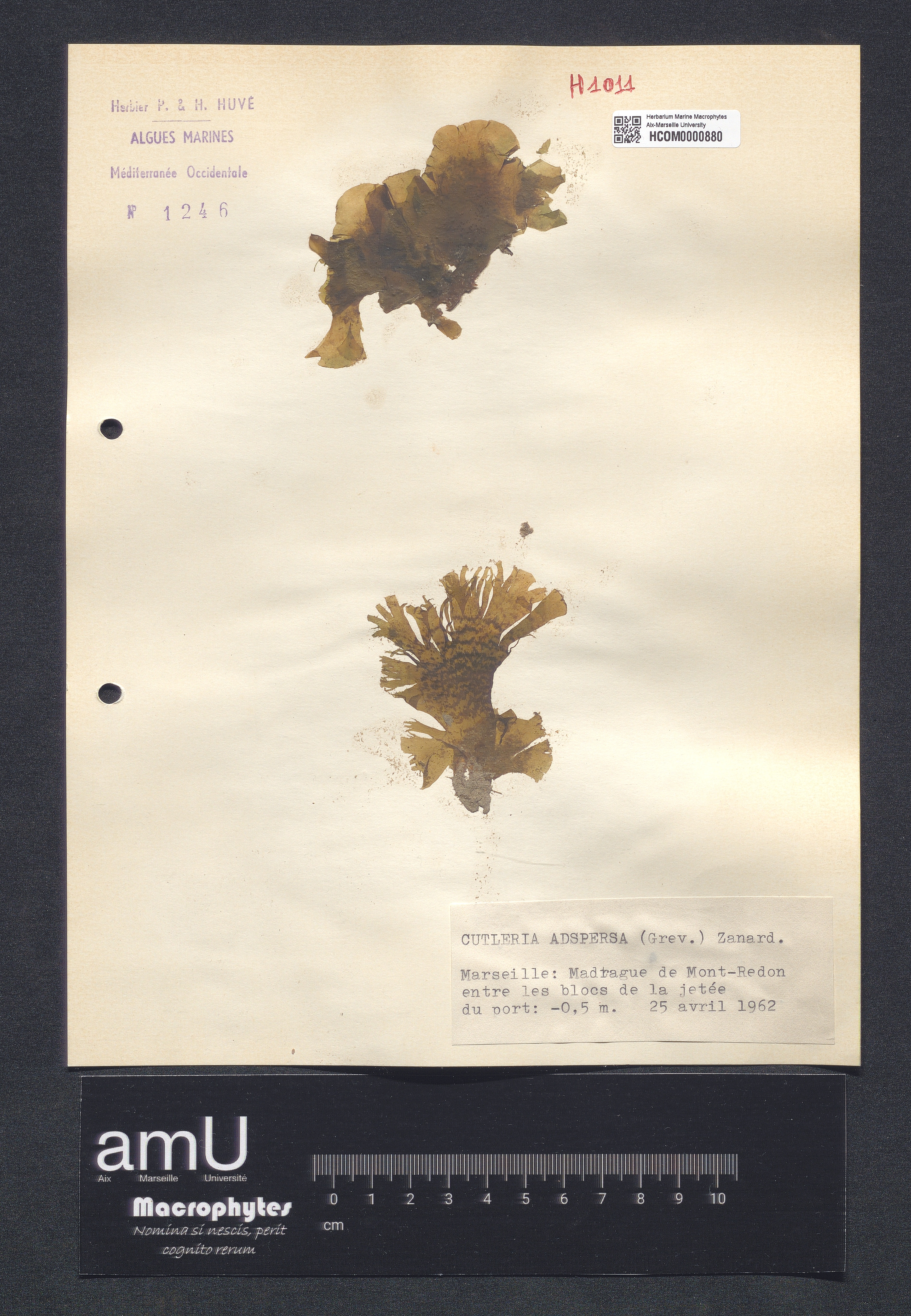 Cutleria adspersa specimen