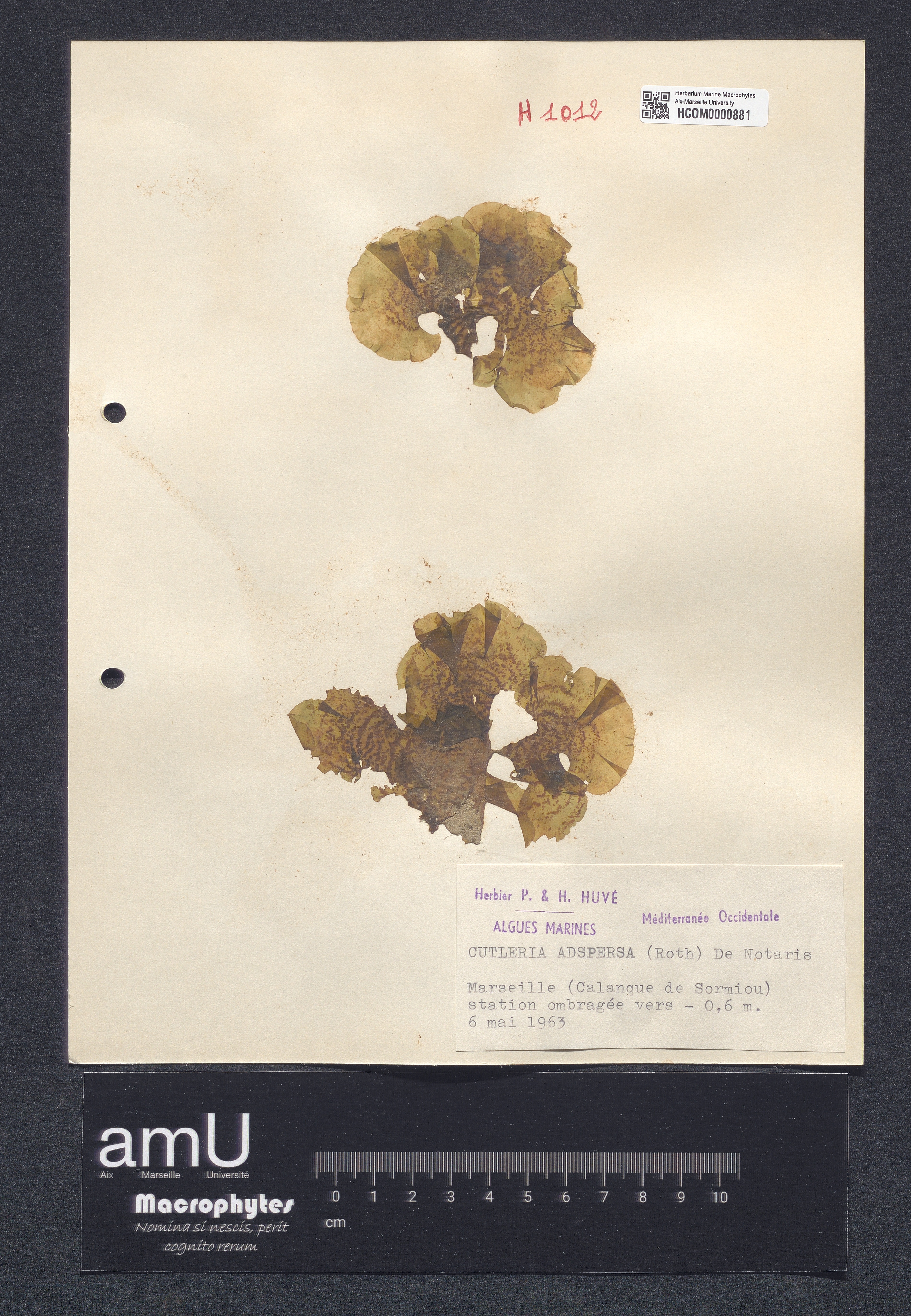 Cutleria adspersa specimen