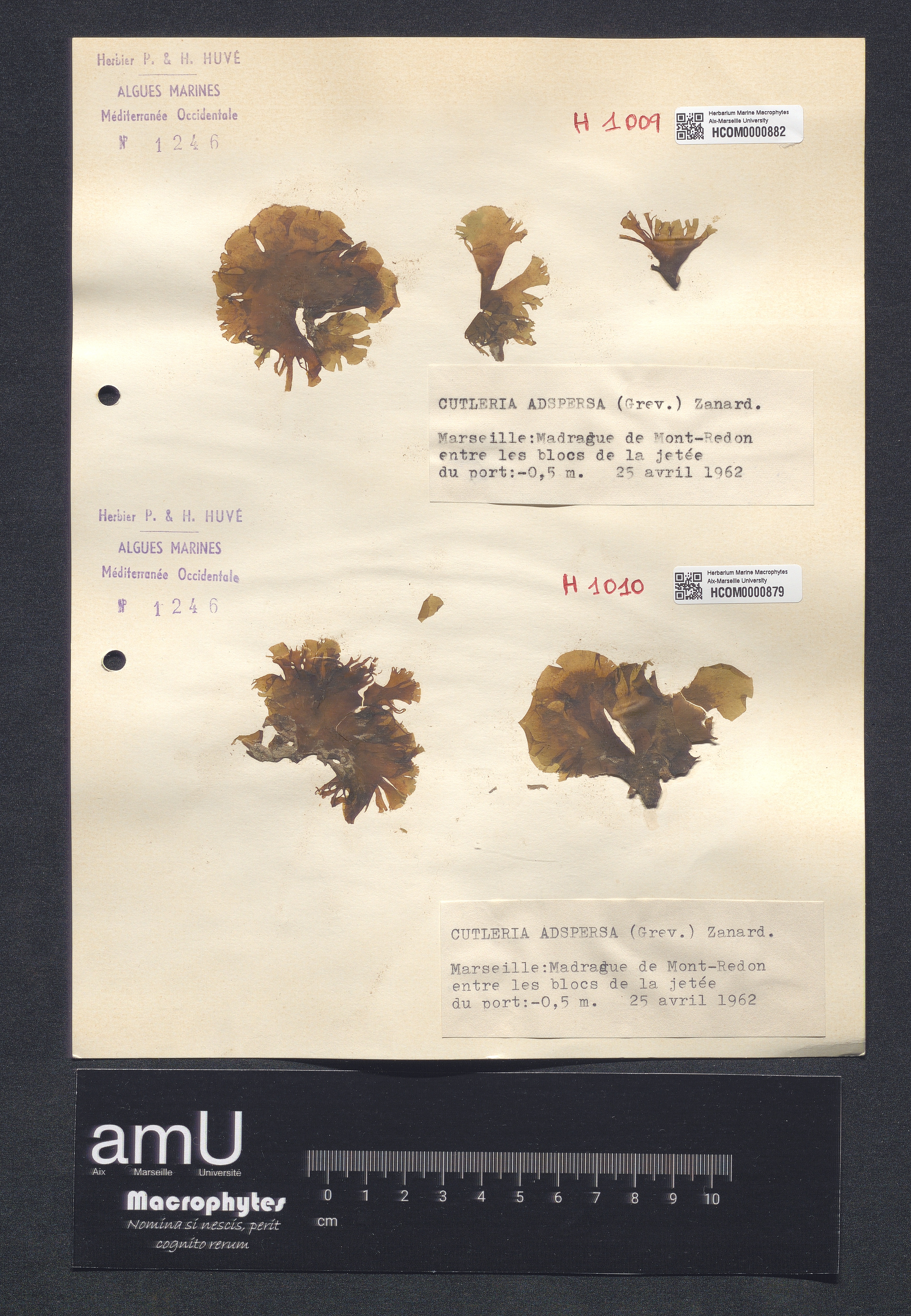 Cutleria adspersa specimen