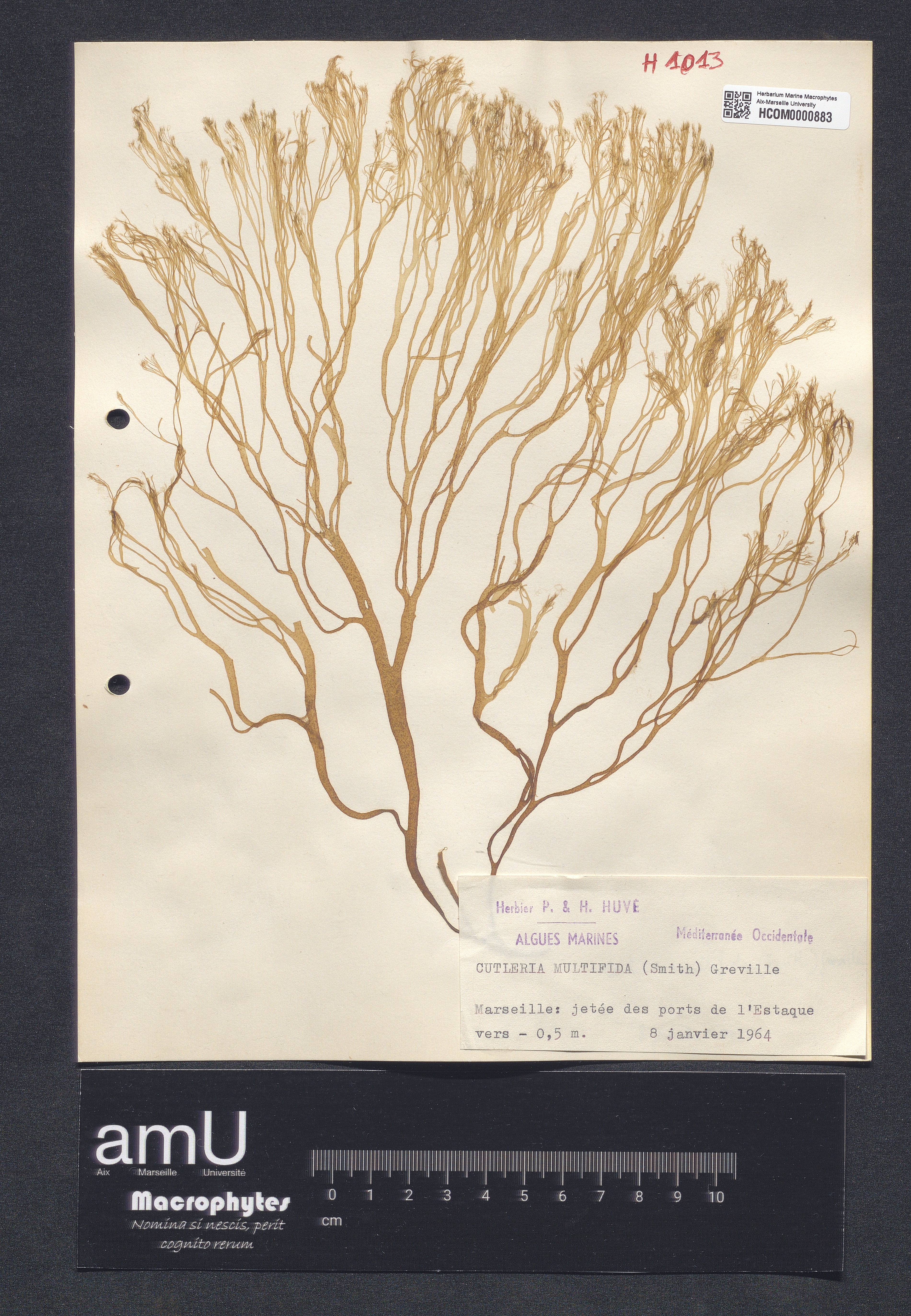 Cutleria multifida specimen
