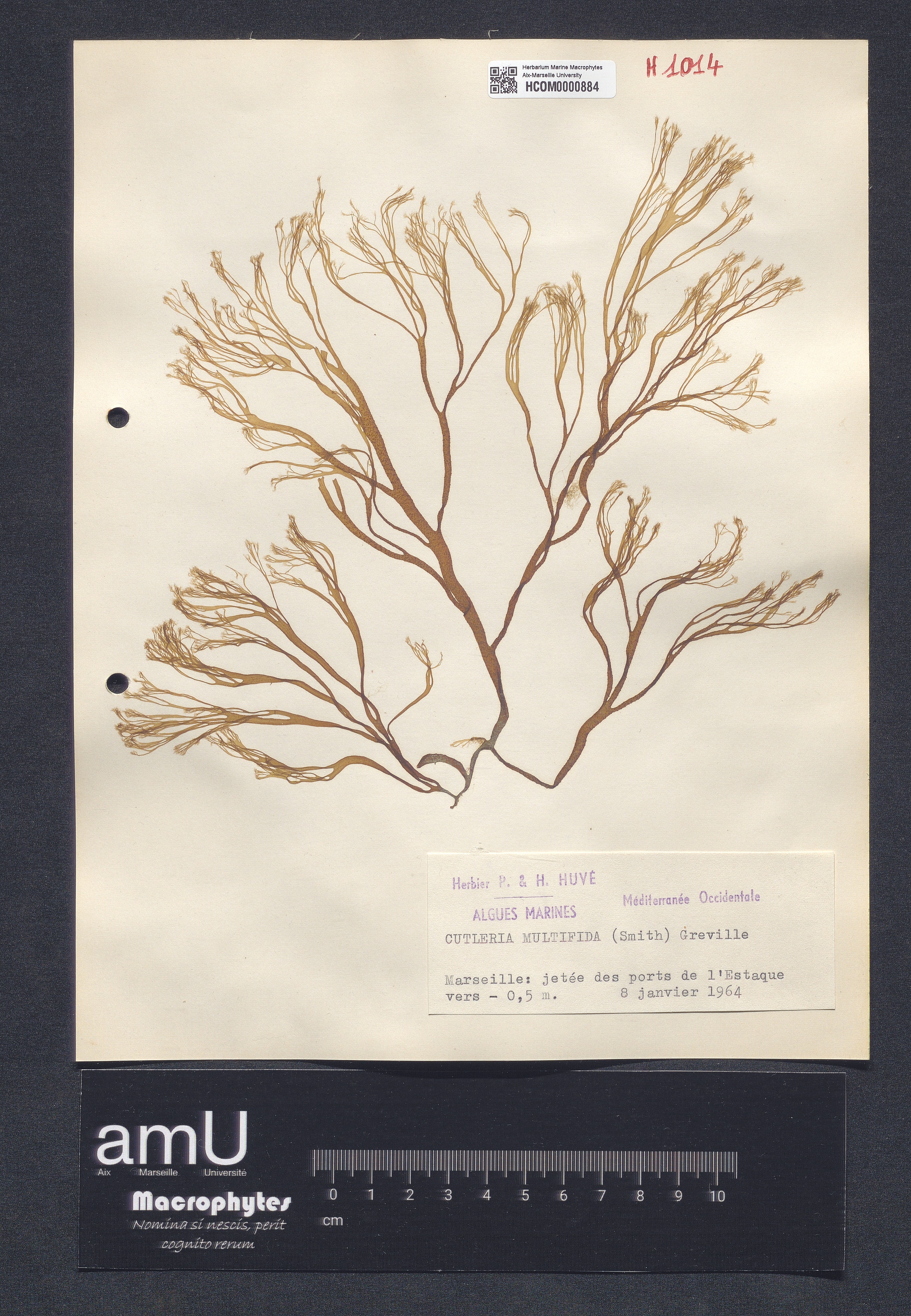 Cutleria multifida specimen