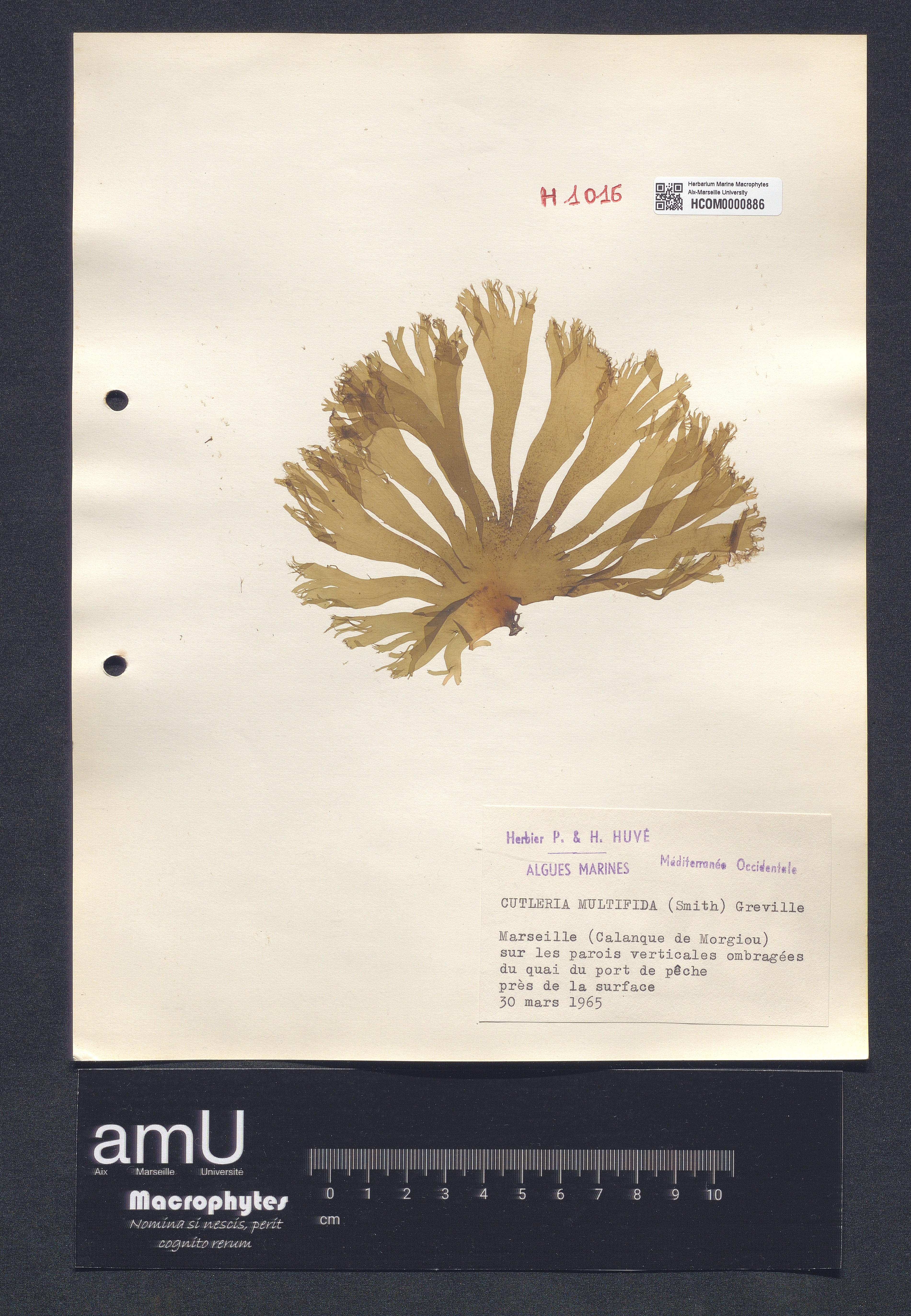 Cutleria multifida specimen