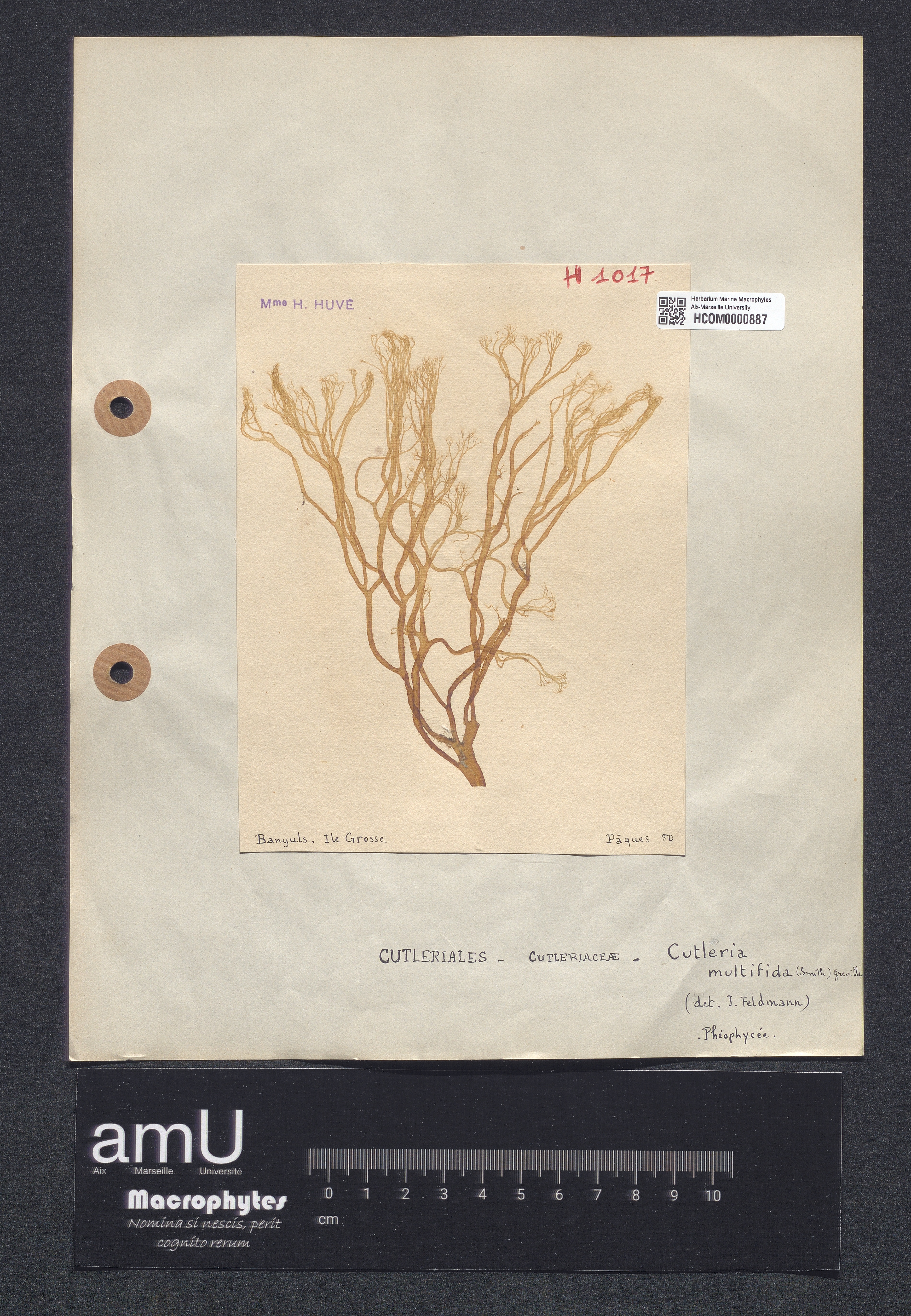 Cutleria multifida specimen