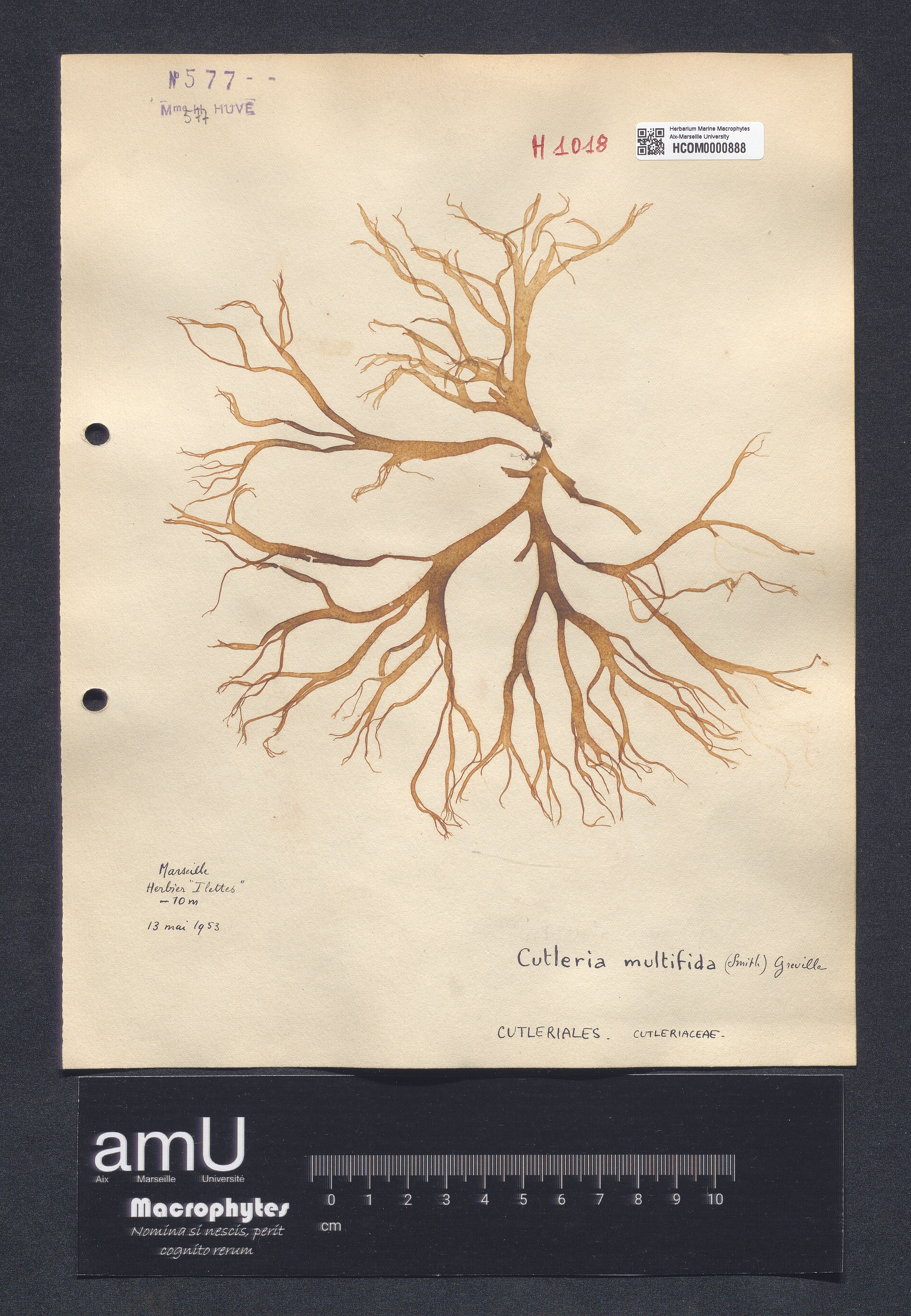 Cutleria multifida specimen