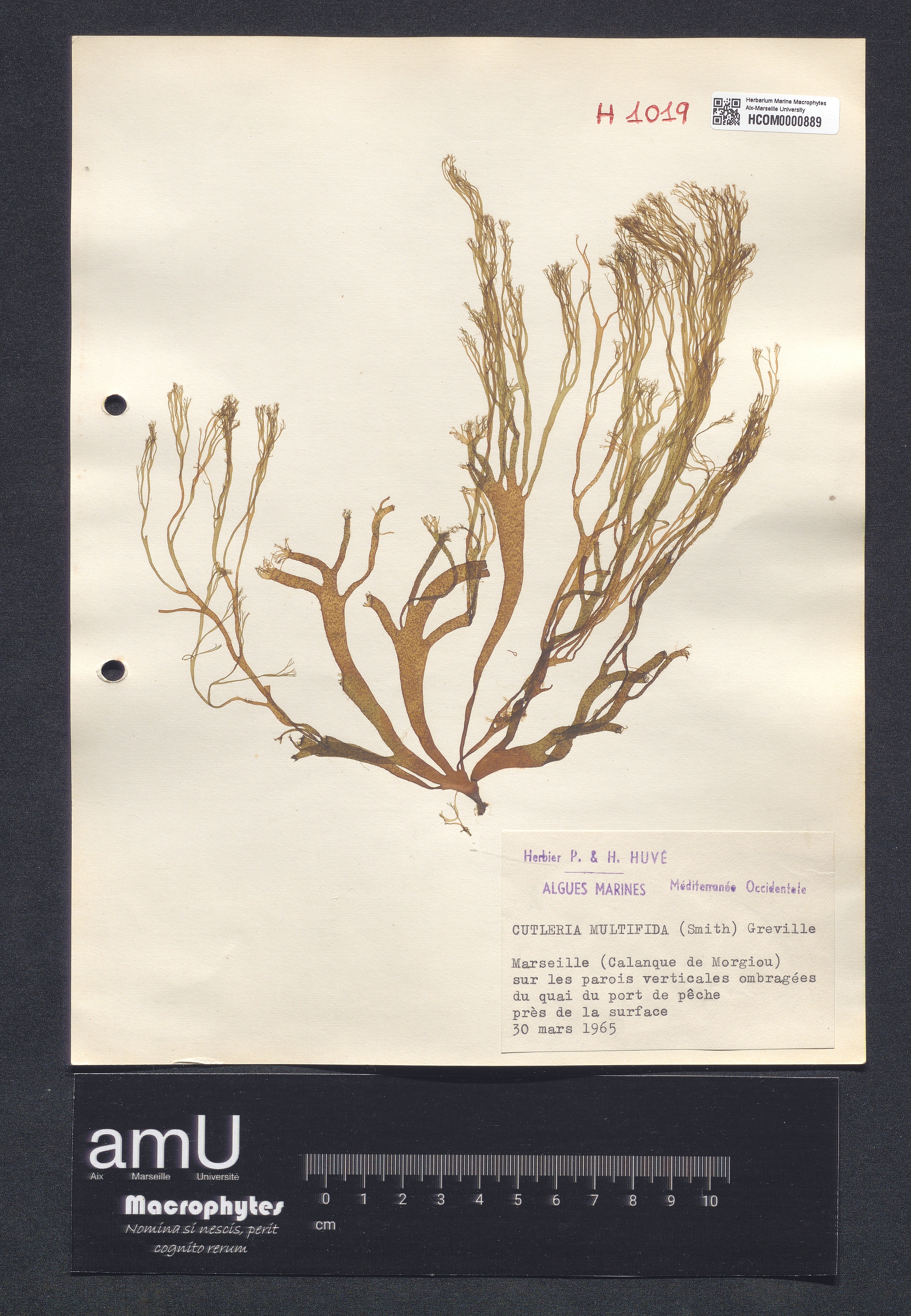 Cutleria multifida specimen