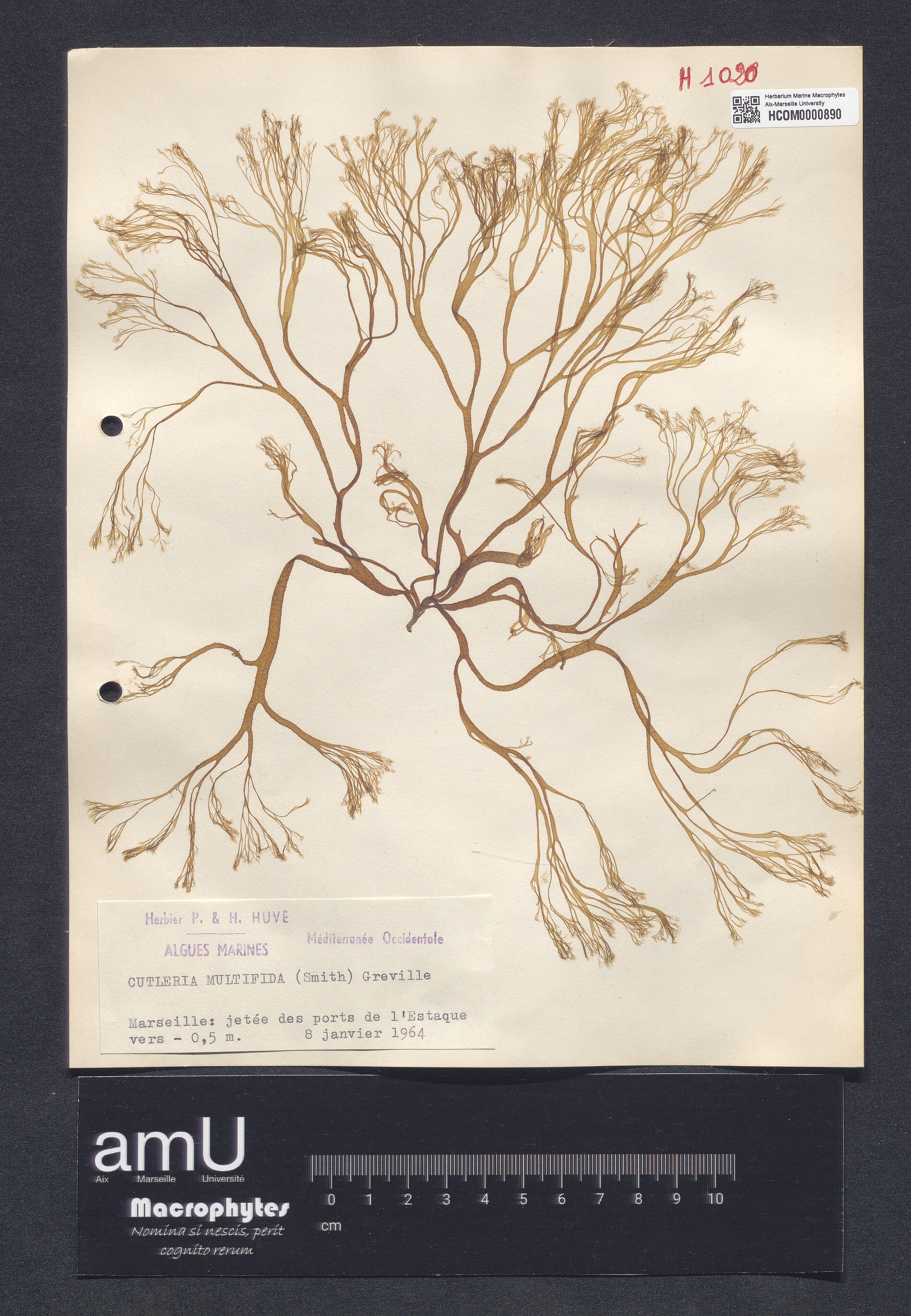 Cutleria multifida specimen