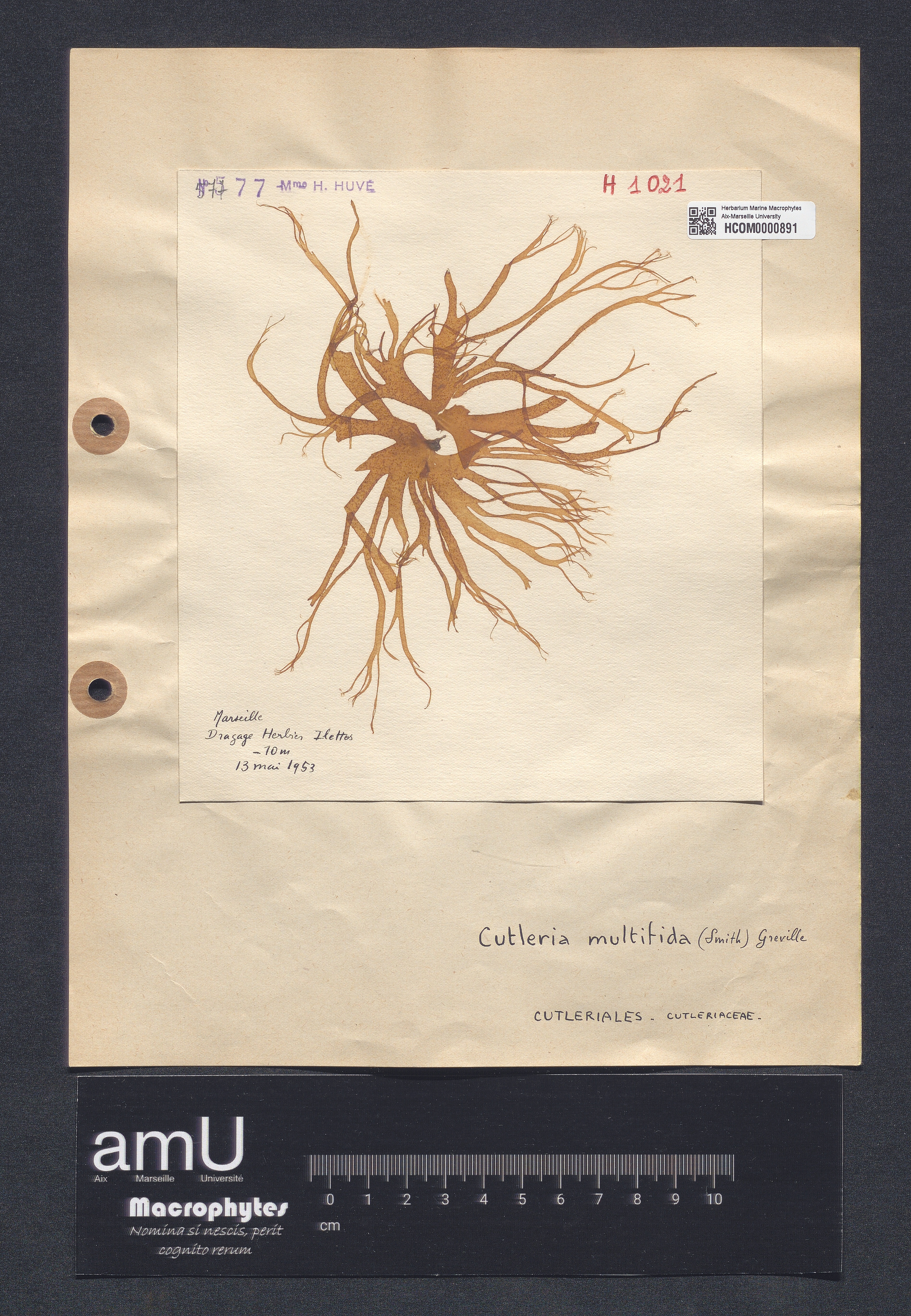 Cutleria multifida specimen