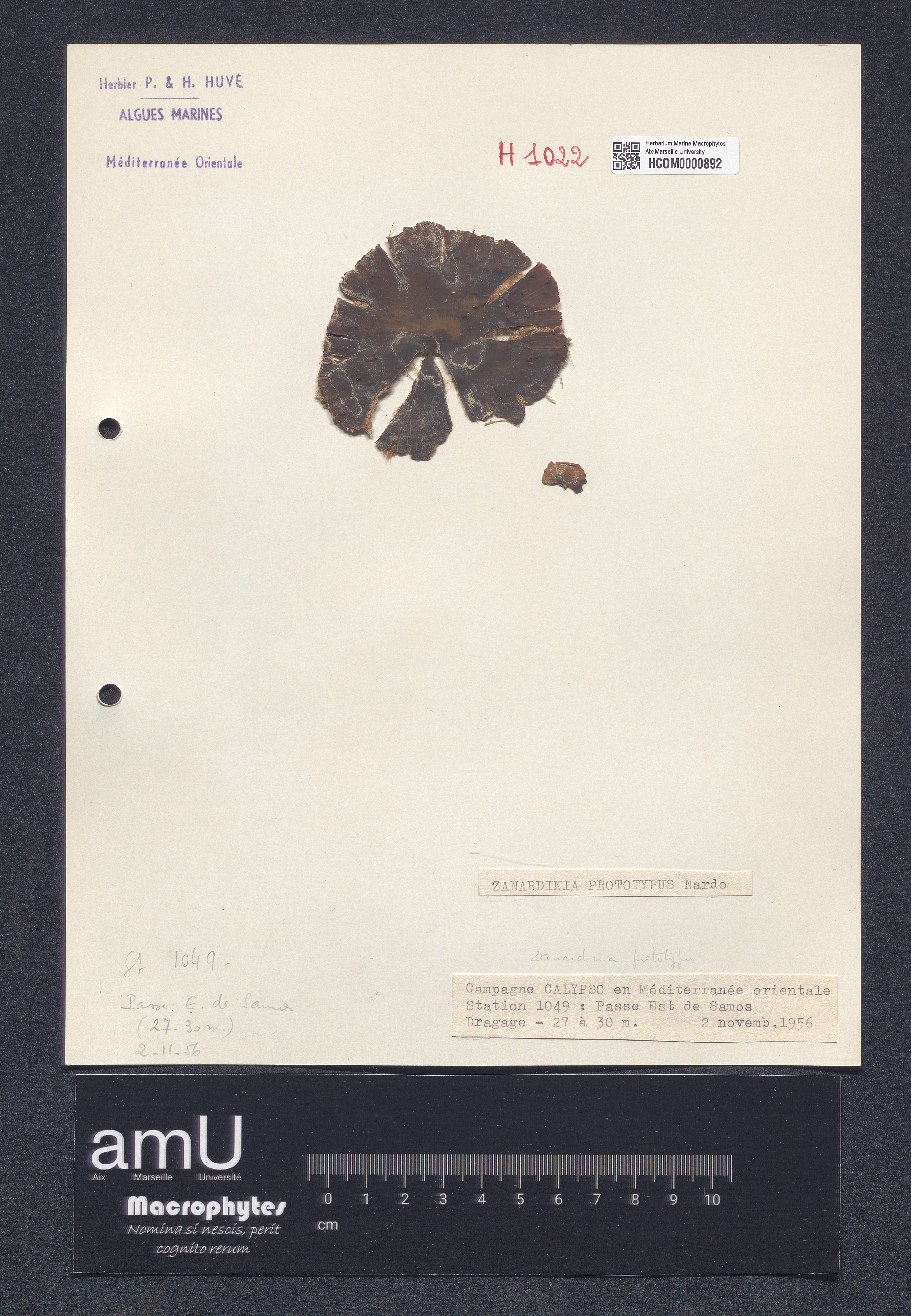 Zanardinia prototypus specimen