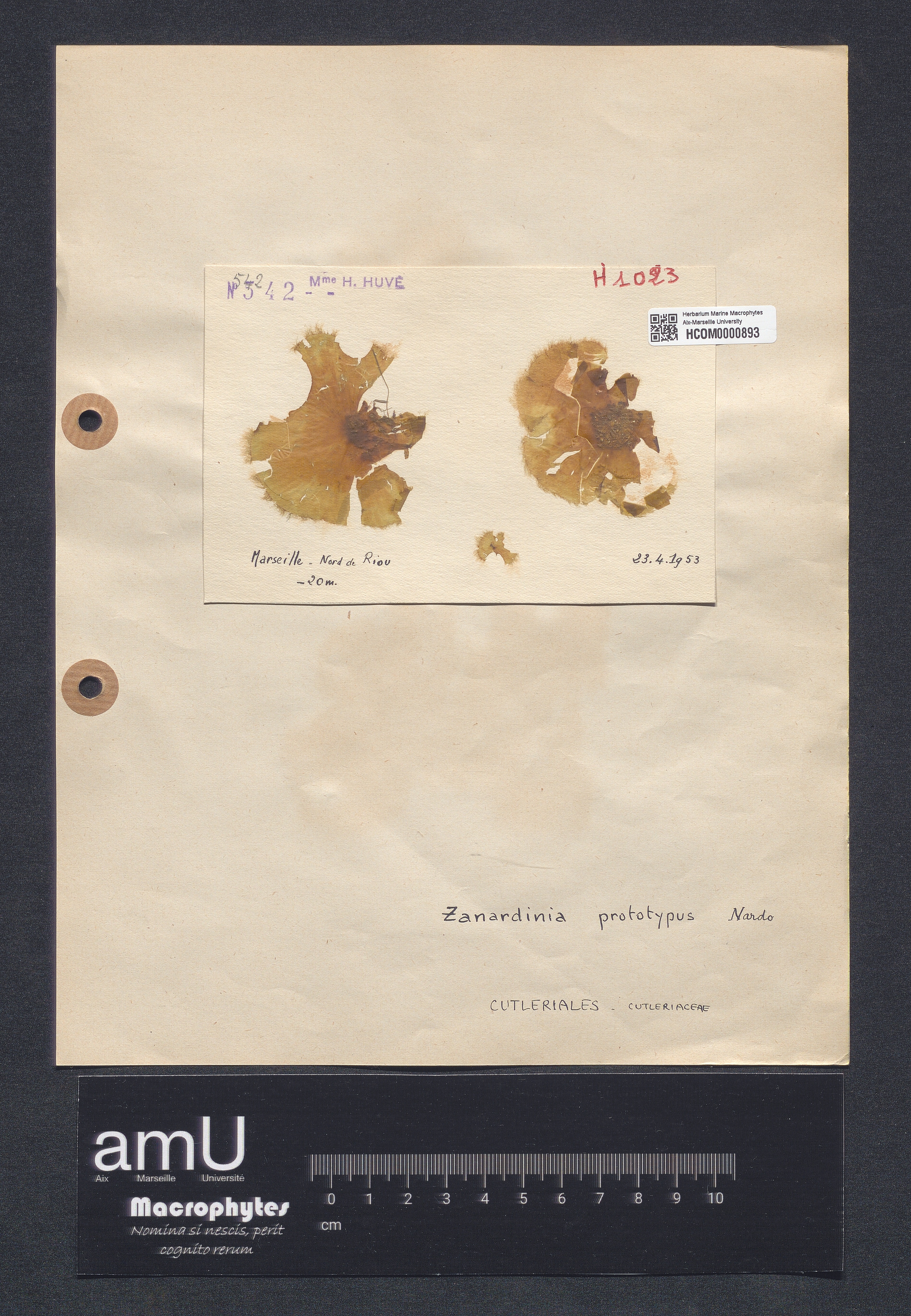 Zanardinia prototypus specimen