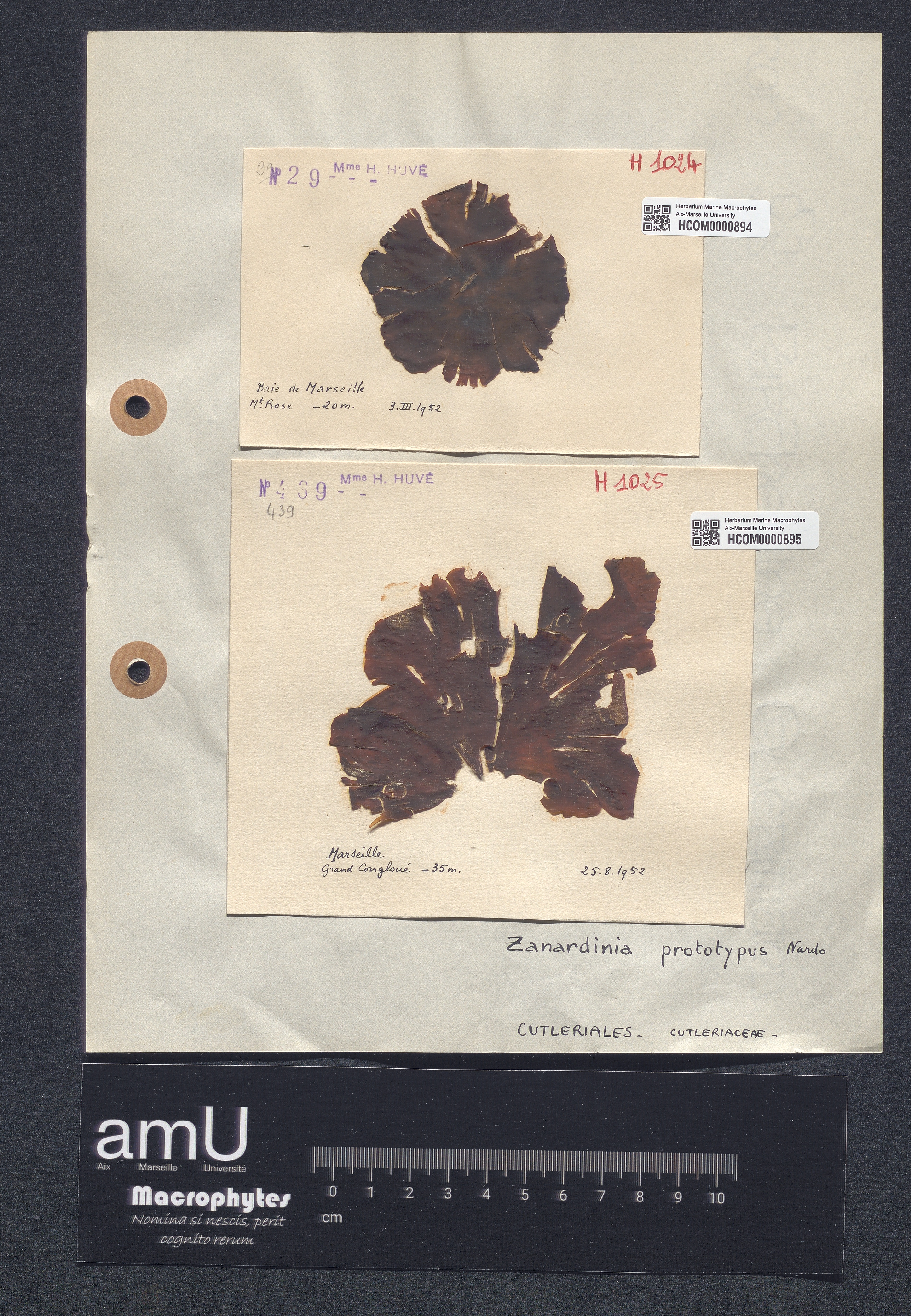 Zanardinia prototypus specimen