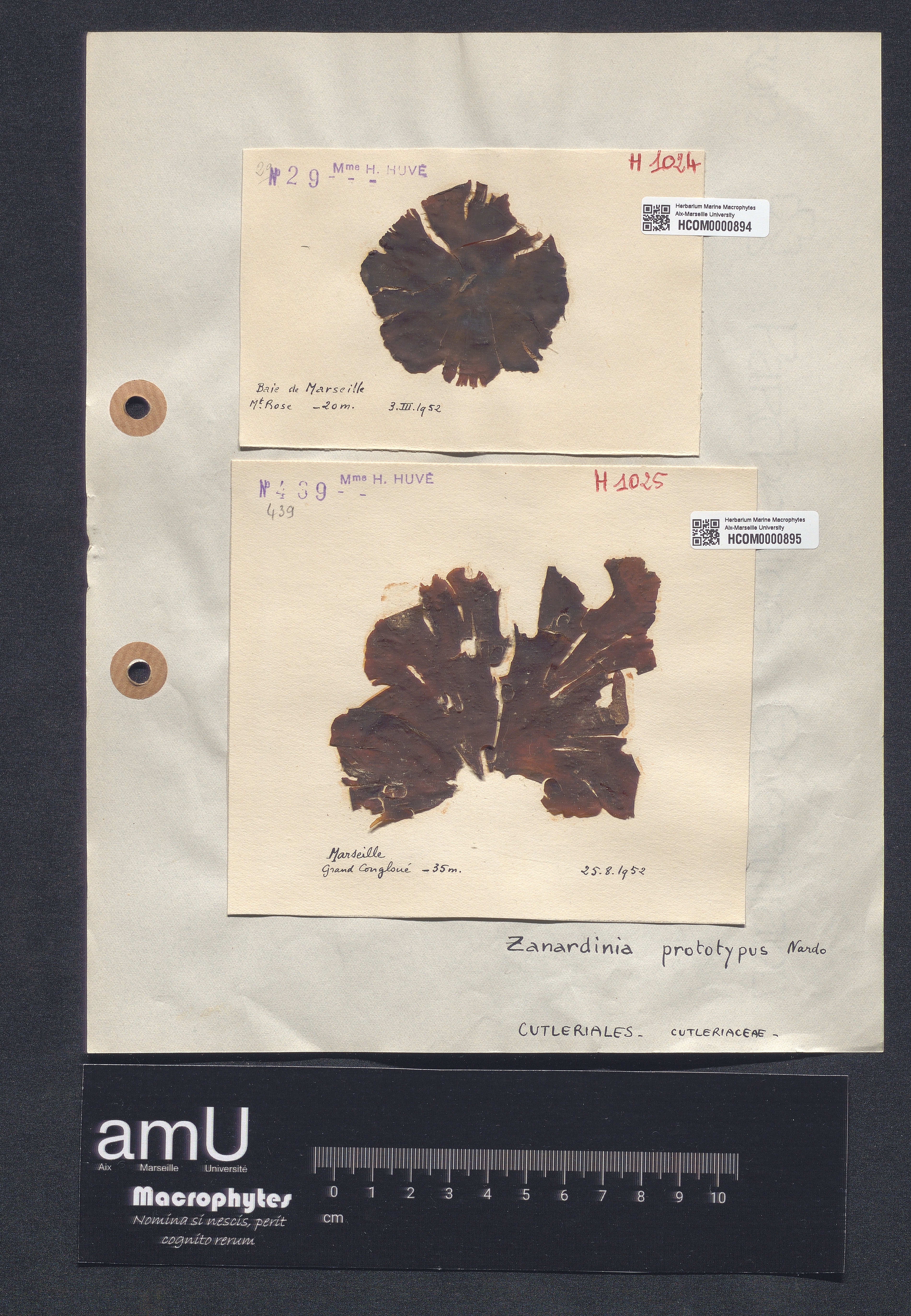 Zanardinia prototypus specimen