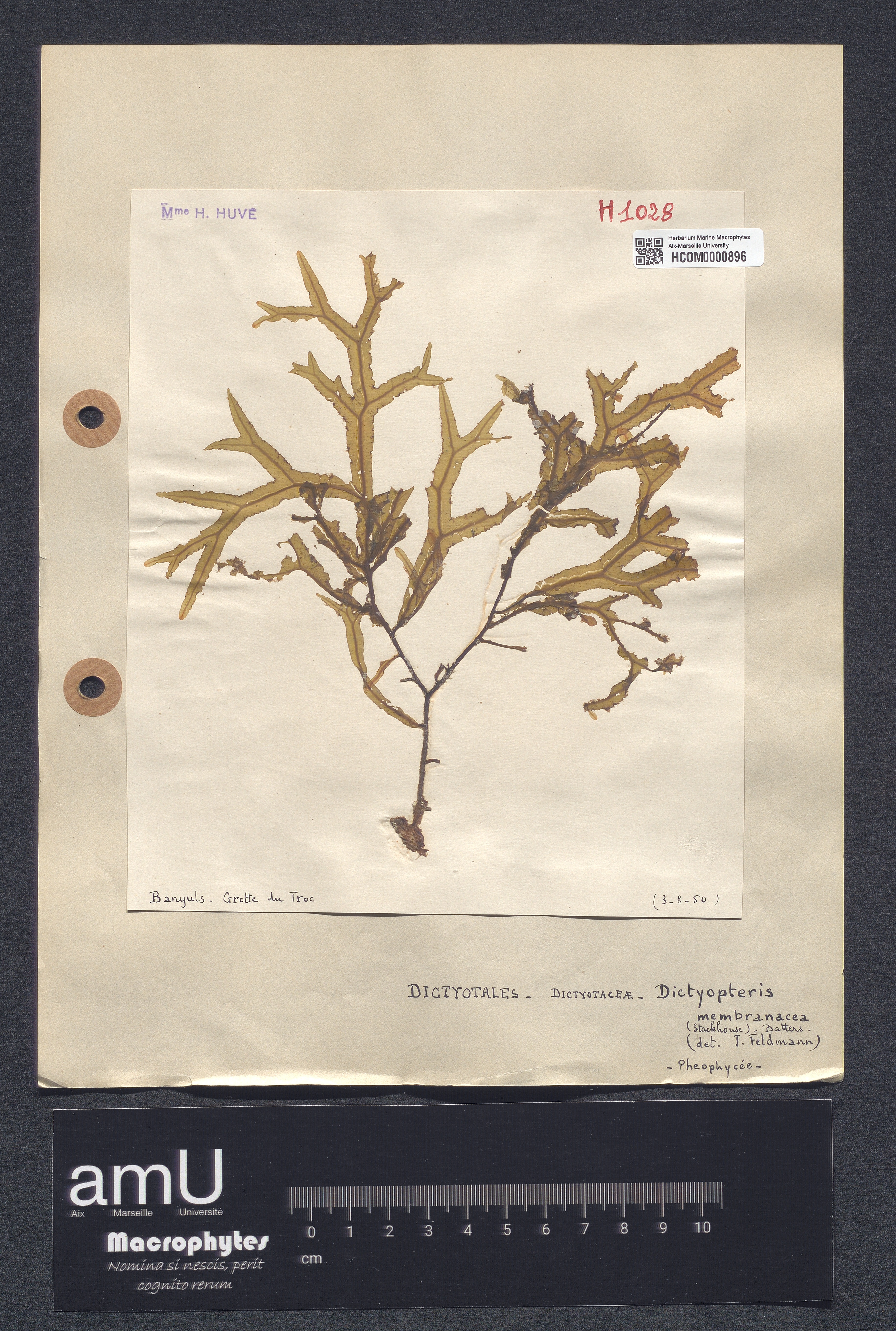 Dictyopteris membranacea specimen