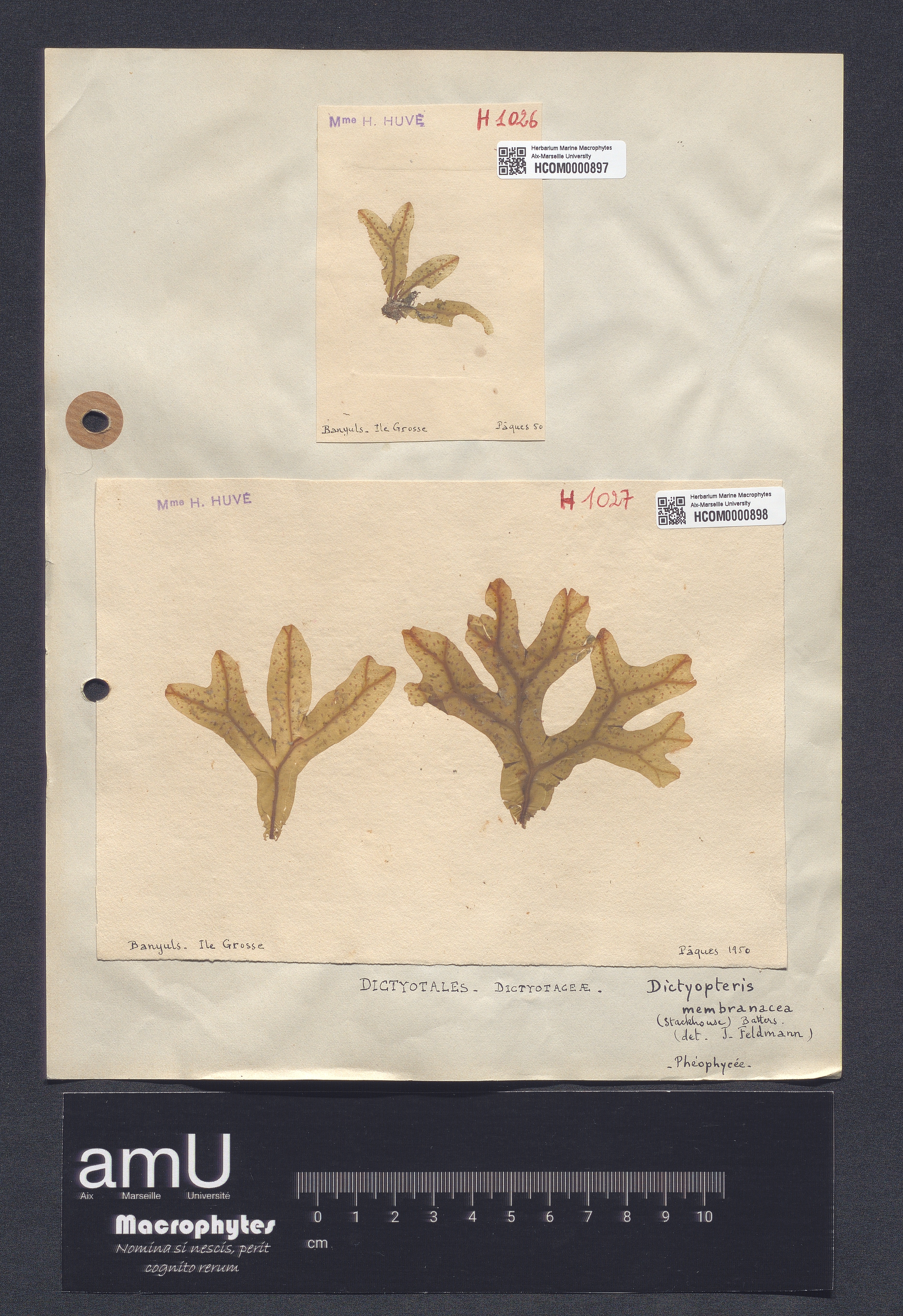 Dictyopteris membranacea specimen